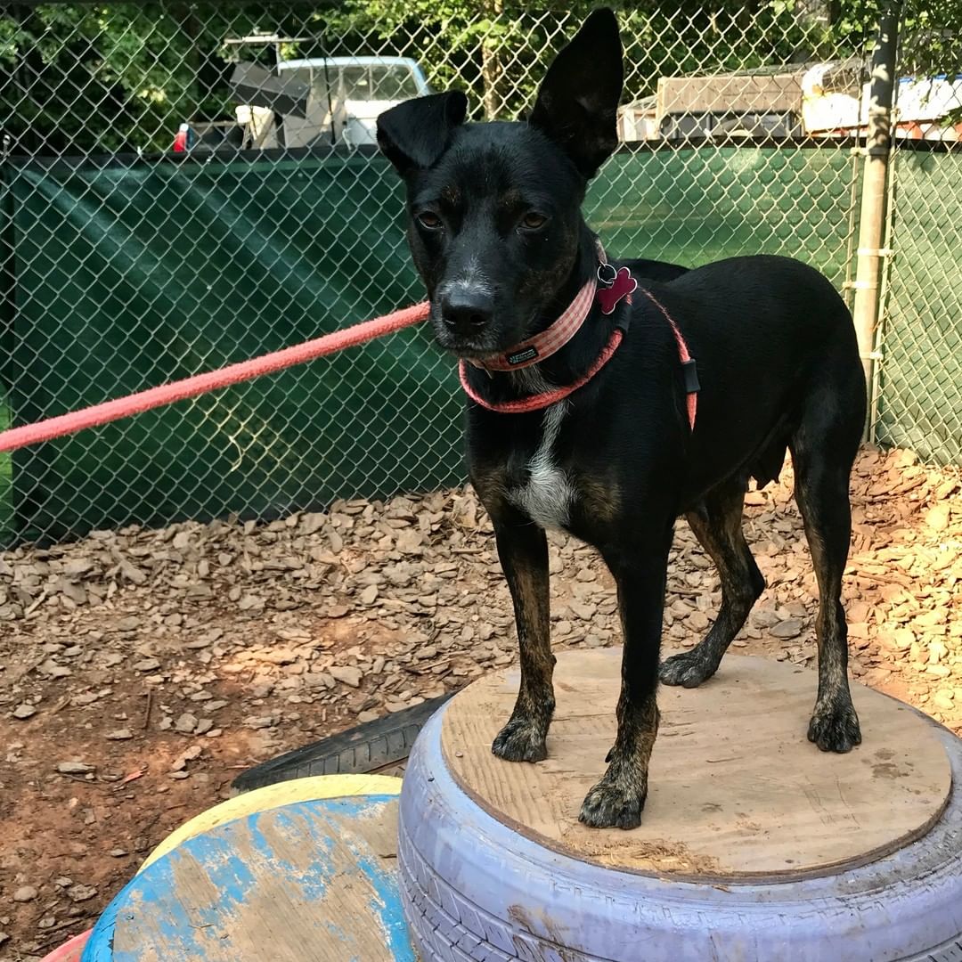 Her foster mom says that Jilluy is absolute perfection. Totally trained. Totally sweet. Totally awesome. 💖 Jilly is a house and crate  trained 2-year-old, 47lb Shepherd/Cattle Dog mix (best guess!) whose goal in life is to love you, cuddle you, and be your BFF. Jilly is pretty up for anything, walking, sitting, cuddling, as long as her people are involved.  She's a very sweet and friendly pup who rolls onto her back for belly rubs when meeting new people, LOVES playing with other dogs, walks great on the leash, and happily covers kids with endless kisses. Jilly is microchipped, spayed, and vaccinated.

To adopt, please submit an app via our website. www.OlliesAngelsAnimalRescue.org

<a target='_blank' href='https://www.instagram.com/explore/tags/fureverfriends/'>#fureverfriends</a> <a target='_blank' href='https://www.instagram.com/explore/tags/olliesangelsanimalrescue/'>#olliesangelsanimalrescue</a> <a target='_blank' href='https://www.instagram.com/explore/tags/olliesangelsalum/'>#olliesangelsalum</a> <a target='_blank' href='https://www.instagram.com/explore/tags/rescuedogsofinstagram/'>#rescuedogsofinstagram</a> <a target='_blank' href='https://www.instagram.com/explore/tags/rescuedismyfavoritebreed/'>#rescuedismyfavoritebreed</a> <a target='_blank' href='https://www.instagram.com/explore/tags/rescuedismyfavouritebreed/'>#rescuedismyfavouritebreed</a> <a target='_blank' href='https://www.instagram.com/explore/tags/rescuedisthebestbreed/'>#rescuedisthebestbreed</a> <a target='_blank' href='https://www.instagram.com/explore/tags/rescuepup/'>#rescuepup</a> <a target='_blank' href='https://www.instagram.com/explore/tags/rescuepuppy/'>#rescuepuppy</a> <a target='_blank' href='https://www.instagram.com/explore/tags/rescuepups/'>#rescuepups</a> <a target='_blank' href='https://www.instagram.com/explore/tags/adopt/'>#adopt</a> <a target='_blank' href='https://www.instagram.com/explore/tags/adoptme/'>#adoptme</a> <a target='_blank' href='https://www.instagram.com/explore/tags/adoptdontshop/'>#adoptdontshop</a> <a target='_blank' href='https://www.instagram.com/explore/tags/adoptdontbuy/'>#adoptdontbuy</a> <a target='_blank' href='https://www.instagram.com/explore/tags/adoptdontshop/'>#adoptdontshop</a> <a target='_blank' href='https://www.instagram.com/explore/tags/adoptdogs/'>#adoptdogs</a> <a target='_blank' href='https://www.instagram.com/explore/tags/fosterpuppy/'>#fosterpuppy</a> <a target='_blank' href='https://www.instagram.com/explore/tags/fosterpuppies/'>#fosterpuppies</a> <a target='_blank' href='https://www.instagram.com/explore/tags/fosterpuppiesofinstagram/'>#fosterpuppiesofinstagram</a> <a target='_blank' href='https://www.instagram.com/explore/tags/fureverhome/'>#fureverhome</a> <a target='_blank' href='https://www.instagram.com/explore/tags/fureverfamily/'>#fureverfamily</a> <a target='_blank' href='https://www.instagram.com/explore/tags/fureverfriend/'>#fureverfriend</a> <a target='_blank' href='https://www.instagram.com/explore/tags/fureverfriends/'>#fureverfriends</a> <a target='_blank' href='https://www.instagram.com/explore/tags/rescuedog/'>#rescuedog</a> <a target='_blank' href='https://www.instagram.com/explore/tags/rescuedogsrock/'>#rescuedogsrock</a> <a target='_blank' href='https://www.instagram.com/explore/tags/rescuedogsofinstagram/'>#rescuedogsofinstagram</a> <a target='_blank' href='https://www.instagram.com/explore/tags/rescuedog/'>#rescuedog</a>