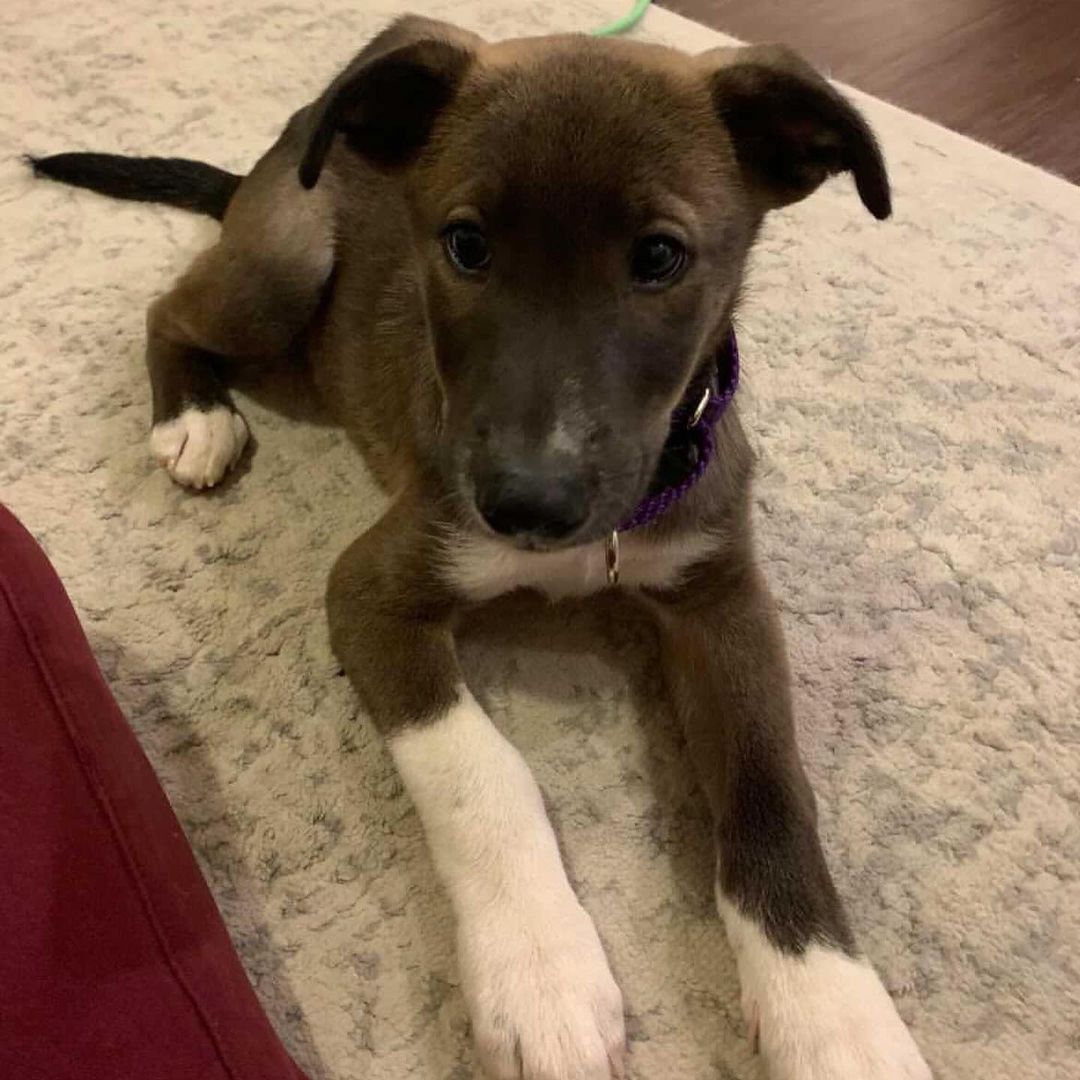 🌝✨🌝✨🌝✨🌝✨🌝✨🌝✨🌝✨
Hey little handsome man! Sweet boy Moondust has the cutest “socks” and the best personality. We can’t believe he hasn’t been adopted yet! He is doing so well in his foster home, and is ready to find his forever people. Here’s what his foster mama has to say:

“Moondust is a 12ish week mixed breed puppy. He is so sweet and cuddly but also loves to explore and smell new things! He is 90% house trained and has made massive progress in the past week. He sleeps in his crate at night for 7-8 hours and during the day for naps! His favorite toys are anything fluffy. He is patiently waiting for his forever home and forever parents!!”

He sounds just about perfect to us. Fill out an app and meet this good looking little pup before he’s scooped up! 🌝✨🌝✨🌝

<a target='_blank' href='https://www.instagram.com/explore/tags/adoptme/'>#adoptme</a> <a target='_blank' href='https://www.instagram.com/explore/tags/puppy/'>#puppy</a> <a target='_blank' href='https://www.instagram.com/explore/tags/rescuedog/'>#rescuedog</a> <a target='_blank' href='https://www.instagram.com/explore/tags/rescuepuppy/'>#rescuepuppy</a> <a target='_blank' href='https://www.instagram.com/explore/tags/dogsofstl/'>#dogsofstl</a> <a target='_blank' href='https://www.instagram.com/explore/tags/socks/'>#socks</a> <a target='_blank' href='https://www.instagram.com/explore/tags/moondust/'>#moondust</a> <a target='_blank' href='https://www.instagram.com/explore/tags/dogsofstlouis/'>#dogsofstlouis</a> <a target='_blank' href='https://www.instagram.com/explore/tags/pickme/'>#pickme</a> <a target='_blank' href='https://www.instagram.com/explore/tags/socute/'>#socute</a> <a target='_blank' href='https://www.instagram.com/explore/tags/homefortheholidays/'>#homefortheholidays</a> <a target='_blank' href='https://www.instagram.com/explore/tags/adoptdontshop/'>#adoptdontshop</a> <a target='_blank' href='https://www.instagram.com/explore/tags/fosteringsaveslives/'>#fosteringsaveslives</a>