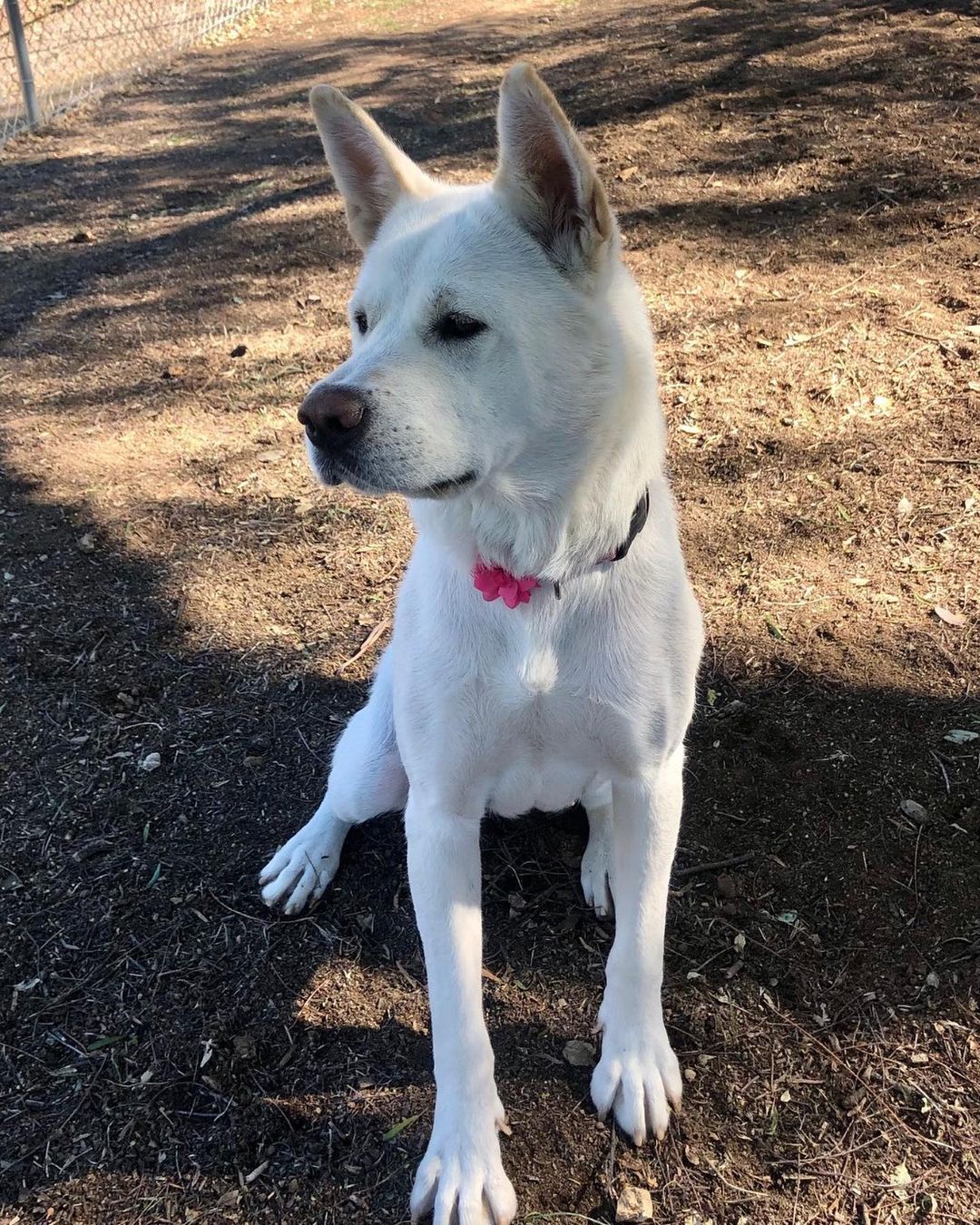 💜Young, sweet, beautiful Sakura is available for adoption. About a 1yr or so old this young girl found herself pregnant, in the shelter system and on the euthanasia list. The shelter was unaware of her pregnancy and as soon as we picked her up we knew- then 5 days later she had her pups!! Being so young she did not understand how to care for them and was taken into foster for help and guidance.. with that support she has been a wonderful mother and the puppies have thrived. Now this lovely young girl is ready for her own forever home where she can be the puppy with all the attention! She is friendly with all people and dog friendly. She does have prey drive for cats and any birds- especially chickens. When first at foster she didn't know sit and appeared to never have had toys or chew bones and any kind of training. Now she sits like a pro and has been an indoor dog with lots of structure and training. Due to her previous life she can feel like she needs to survive in new situations where she pulls on leash but is always friendly regardless. She can get some separation anxiety but does adjust well. She would do great with a friendly male dog as a companion and has done well with crate training. She currently plays with her foster dog friends (male and female) and loves to run and play. A young bouncy girl but also knows how to settle down for naps and be quiet through out the day while her foster mom works. She is a great girl that only needed a chance! Sakura would love to finally see all the things this world has to offer and is very responsive and willing to please!🌸

Located at her foster home in San Diego, CA - Meet Sakura today!

Email: apassionforpaws@gmail.com for adoption information
www.apassionforpaws.org

<a target='_blank' href='https://www.instagram.com/explore/tags/rescuedog/'>#rescuedog</a> <a target='_blank' href='https://www.instagram.com/explore/tags/rescuedogsrock/'>#rescuedogsrock</a> <a target='_blank' href='https://www.instagram.com/explore/tags/rescuedogsofinstagram/'>#rescuedogsofinstagram</a> <a target='_blank' href='https://www.instagram.com/explore/tags/adopt/'>#adopt</a> <a target='_blank' href='https://www.instagram.com/explore/tags/adoptdontshop/'>#adoptdontshop</a> <a target='_blank' href='https://www.instagram.com/explore/tags/adoption/'>#adoption</a> <a target='_blank' href='https://www.instagram.com/explore/tags/adoptables/'>#adoptables</a> <a target='_blank' href='https://www.instagram.com/explore/tags/adoptme/'>#adoptme</a> <a target='_blank' href='https://www.instagram.com/explore/tags/akitaranch/'>#akitaranch</a> <a target='_blank' href='https://www.instagram.com/explore/tags/happynewyear2021/'>#happynewyear2021</a> <a target='_blank' href='https://www.instagram.com/explore/tags/2021/'>#2021</a> <a target='_blank' href='https://www.instagram.com/explore/tags/love/'>#love</a> <a target='_blank' href='https://www.instagram.com/explore/tags/happy/'>#happy</a> <a target='_blank' href='https://www.instagram.com/explore/tags/hope/'>#hope</a> <a target='_blank' href='https://www.instagram.com/explore/tags/together/'>#together</a> <a target='_blank' href='https://www.instagram.com/explore/tags/savelives/'>#savelives</a> <a target='_blank' href='https://www.instagram.com/explore/tags/akitalover/'>#akitalover</a> <a target='_blank' href='https://www.instagram.com/explore/tags/newyear/'>#newyear</a> <a target='_blank' href='https://www.instagram.com/explore/tags/newhope/'>#newhope</a> <a target='_blank' href='https://www.instagram.com/explore/tags/newlove/'>#newlove</a> <a target='_blank' href='https://www.instagram.com/explore/tags/newrescue/'>#newrescue</a> <a target='_blank' href='https://www.instagram.com/explore/tags/work/'>#work</a> <a target='_blank' href='https://www.instagram.com/explore/tags/cute/'>#cute</a> <a target='_blank' href='https://www.instagram.com/explore/tags/grateful/'>#grateful</a> <a target='_blank' href='https://www.instagram.com/explore/tags/helpingothers/'>#helpingothers</a> <a target='_blank' href='https://www.instagram.com/explore/tags/helpanimals/'>#helpanimals</a> <a target='_blank' href='https://www.instagram.com/explore/tags/love/'>#love</a>