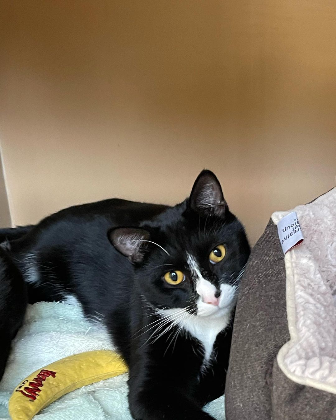 You need to stop what you are doing and go meet Tom and Jerry at Petco in Poulsbo. They are the cutest tuxedos. They are both playful and sweet as can be. 
Go to Petango.com or email: catadopt@pawsbink.org to inquire about adoptions. 
.
.
.
.
<a target='_blank' href='https://www.instagram.com/explore/tags/adoptdontshop/'>#adoptdontshop</a> <a target='_blank' href='https://www.instagram.com/explore/tags/petcolovepartner/'>#petcolovepartner</a> <a target='_blank' href='https://www.instagram.com/explore/tags/pawsbink/'>#pawsbink</a> <a target='_blank' href='https://www.instagram.com/explore/tags/adoptdontshop/'>#adoptdontshop</a> <a target='_blank' href='https://www.instagram.com/explore/tags/adoptacat/'>#adoptacat</a> <a target='_blank' href='https://www.instagram.com/explore/tags/tuxedocat/'>#tuxedocat</a> <a target='_blank' href='https://www.instagram.com/explore/tags/blackandwhitetuxedocat/'>#blackandwhitetuxedocat</a> <a target='_blank' href='https://www.instagram.com/explore/tags/tuxedocatsofinstagram/'>#tuxedocatsofinstagram</a> <a target='_blank' href='https://www.instagram.com/explore/tags/northkitsap/'>#northkitsap</a> <a target='_blank' href='https://www.instagram.com/explore/tags/poulsbowashington/'>#poulsbowashington</a> <a target='_blank' href='https://www.instagram.com/explore/tags/kingstonwashington/'>#kingstonwashington</a> <a target='_blank' href='https://www.instagram.com/explore/tags/bainbridgeisland/'>#bainbridgeisland</a>