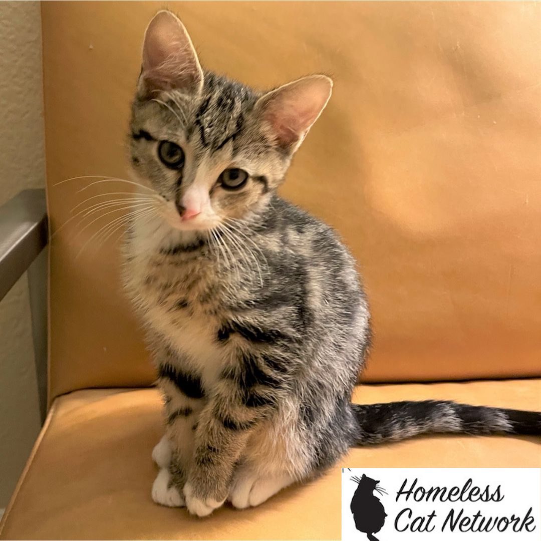 FEATURED KITTY OF THE WEEK: PACHINKO
Pachinko is a lovely young kitten who is extremely playful and mischievous. He also likes to lounge in laps and have his tummy rubbed.
Pachinko would need to be adopted with his brother Luigi. These kittens are fostered in Brisbane.
(We do not adopt single kittens to homes where they will be the only kitty. Young kittens do best in a home with another young feline companion. If you do not have an existing kitty, please consider adopting a pair of kittens. You will be happy you did!)
If you would be interested in meeting Pachinko, please fill out our online application: https (link in our bio).