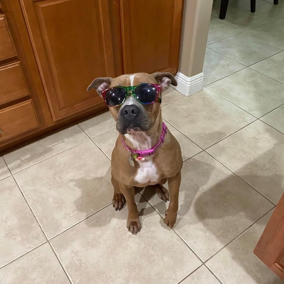 ADOPTED! We are so happy to announce that Mia has been adopted! She hit the lotto for sure. Thanks to the wonderful Good Samaritan who found her, cared for her and trained her and our amazing family who opened their home to her. Congratulations Mia!