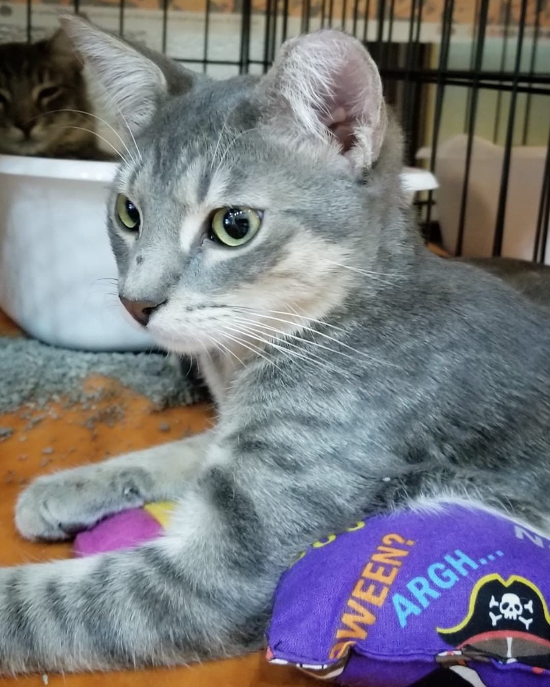 😻 Meet the sweet purrbabies who are in our PETCO Cat Lounge this week 🐱🐈

1️⃣ Bootstrap the tuxie male kitten 
2️⃣ Sparrow the female tabby kitten 
3️⃣ Blackbeard the male baby panther 
4️⃣ Calypso the female panther 
5️⃣ Seymore the male grey tabby kitten 
6️⃣ Belladonna the female baby panther 
7️⃣ Sooni the female tuxie 
8️⃣ Morley the male ginger kitten 
9️⃣ Foxy Loxy the female ginger kitten 
🔟 Ori the female tuxie 

You're invited to come in and interact with these cats and kittens in a comfy cage free living room environment. 
It's a great way to get to know their individual purrsonalities and see who's the best fit for your home 🐾💝🏡

Located inside PETCO Metro 2784 W Peoria Ave in Phoenix. 
Hours: 5:30-7:00pm Monday-Saturday and 5-6:30pm on Sundays. 

If you would like more information about adopting any of these sweethearts just send us an email at: allaboutanimalsaz@gmail.com 

<a target='_blank' href='https://www.instagram.com/explore/tags/allaboutanimalsrescueaz/'>#allaboutanimalsrescueaz</a> <a target='_blank' href='https://www.instagram.com/explore/tags/savealife/'>#savealife</a> <a target='_blank' href='https://www.instagram.com/explore/tags/compassioninaction/'>#compassioninaction</a> <a target='_blank' href='https://www.instagram.com/explore/tags/adoptdontshop/'>#adoptdontshop</a> <a target='_blank' href='https://www.instagram.com/explore/tags/rescuedismyfavoritebreed/'>#rescuedismyfavoritebreed</a> <a target='_blank' href='https://www.instagram.com/explore/tags/rescuefosteradopt/'>#rescuefosteradopt</a> <a target='_blank' href='https://www.instagram.com/explore/tags/fosteringsaveslives/'>#fosteringsaveslives</a> <a target='_blank' href='https://www.instagram.com/explore/tags/thinkadoptionfirst/'>#thinkadoptionfirst</a> <a target='_blank' href='https://www.instagram.com/explore/tags/lovechangeseverything/'>#lovechangeseverything</a> <a target='_blank' href='https://www.instagram.com/explore/tags/allyouneedislove/'>#allyouneedislove</a> <a target='_blank' href='https://www.instagram.com/explore/tags/petcocatlounge/'>#petcocatlounge</a> <a target='_blank' href='https://www.instagram.com/explore/tags/felinetherapy/'>#felinetherapy</a> <a target='_blank' href='https://www.instagram.com/explore/tags/mynewbestfriend/'>#mynewbestfriend</a> <a target='_blank' href='https://www.instagram.com/explore/tags/adoptacat/'>#adoptacat</a> <a target='_blank' href='https://www.instagram.com/explore/tags/adoptakitten/'>#adoptakitten</a> <a target='_blank' href='https://www.instagram.com/explore/tags/catadoptionphoenix/'>#catadoptionphoenix</a> <a target='_blank' href='https://www.instagram.com/explore/tags/purrfection/'>#purrfection</a> <a target='_blank' href='https://www.instagram.com/explore/tags/purrbaby/'>#purrbaby</a> <a target='_blank' href='https://www.instagram.com/explore/tags/rescuecatsrock/'>#rescuecatsrock</a> <a target='_blank' href='https://www.instagram.com/explore/tags/gato/'>#gato</a> <a target='_blank' href='https://www.instagram.com/explore/tags/gatito/'>#gatito</a> <a target='_blank' href='https://www.instagram.com/explore/tags/cuddlebuddy/'>#cuddlebuddy</a> <a target='_blank' href='https://www.instagram.com/explore/tags/felinefun/'>#felinefun</a> <a target='_blank' href='https://www.instagram.com/explore/tags/cutekittens/'>#cutekittens</a> <a target='_blank' href='https://www.instagram.com/explore/tags/kittenadoptionphoenix/'>#kittenadoptionphoenix</a> <a target='_blank' href='https://www.instagram.com/explore/tags/openyourhearttoarescuecat/'>#openyourhearttoarescuecat</a> <a target='_blank' href='https://www.instagram.com/explore/tags/adoptatuxie/'>#adoptatuxie</a> <a target='_blank' href='https://www.instagram.com/explore/tags/adoptagingerkitten/'>#adoptagingerkitten</a> <a target='_blank' href='https://www.instagram.com/explore/tags/adoptablackkitten/'>#adoptablackkitten</a> <a target='_blank' href='https://www.instagram.com/explore/tags/tabbykittens/'>#tabbykittens</a>