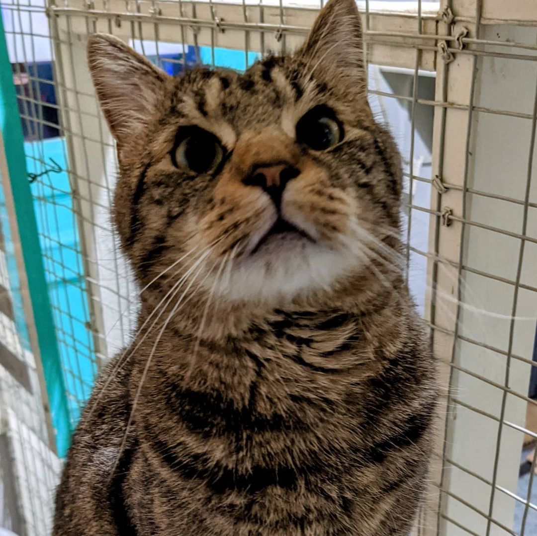 Meet Tigger!! He is sweet, playful, loves people, and being brushed. Come meet him at Ollie's Place. November is Adopt-A-Senior Pet Month and cutie Tigger is looking for his fur-ever home 😻

🕓 Hours:
M-F: 6-8pm
Weekends: 12-5pm
😺❤️ 

For donations:

Amazon Wish List:
https://www.amazon.com/hz/wishlist/ls/31R89PFPJOXUJ

Chewy Wish List:
https://www.chewy.com/g/mighty-muttsollies-place_b86125704

Venmo:
@MightyMutts 

Or call our local pet shop 'Whiskers' to donate to the Ollie's account: (212) 979-2532

<a target='_blank' href='https://www.instagram.com/explore/tags/olliesplace/'>#olliesplace</a> <a target='_blank' href='https://www.instagram.com/explore/tags/mightymutts/'>#mightymutts</a> <a target='_blank' href='https://www.instagram.com/explore/tags/adoptdontshop/'>#adoptdontshop</a> <a target='_blank' href='https://www.instagram.com/explore/tags/seniorpetsofig/'>#seniorpetsofig</a> <a target='_blank' href='https://www.instagram.com/explore/tags/adoptasenior/'>#adoptasenior</a> <a target='_blank' href='https://www.instagram.com/explore/tags/adoptaseniorpetmonth/'>#adoptaseniorpetmonth</a> <a target='_blank' href='https://www.instagram.com/explore/tags/cats/'>#cats</a> <a target='_blank' href='https://www.instagram.com/explore/tags/catsofinstagram/'>#catsofinstagram</a> <a target='_blank' href='https://www.instagram.com/explore/tags/purrfect/'>#purrfect</a> <a target='_blank' href='https://www.instagram.com/explore/tags/adorable/'>#adorable</a> <a target='_blank' href='https://www.instagram.com/explore/tags/catoftheday/'>#catoftheday</a> <a target='_blank' href='https://www.instagram.com/explore/tags/cats_of_instagram/'>#cats_of_instagram</a> <a target='_blank' href='https://www.instagram.com/explore/tags/catstagram/'>#catstagram</a> <a target='_blank' href='https://www.instagram.com/explore/tags/eastvillage/'>#eastvillage</a> <a target='_blank' href='https://www.instagram.com/explore/tags/nyccats/'>#nyccats</a> <a target='_blank' href='https://www.instagram.com/explore/tags/nyc/'>#nyc</a> <a target='_blank' href='https://www.instagram.com/explore/tags/pictureoftheday/'>#pictureoftheday</a>