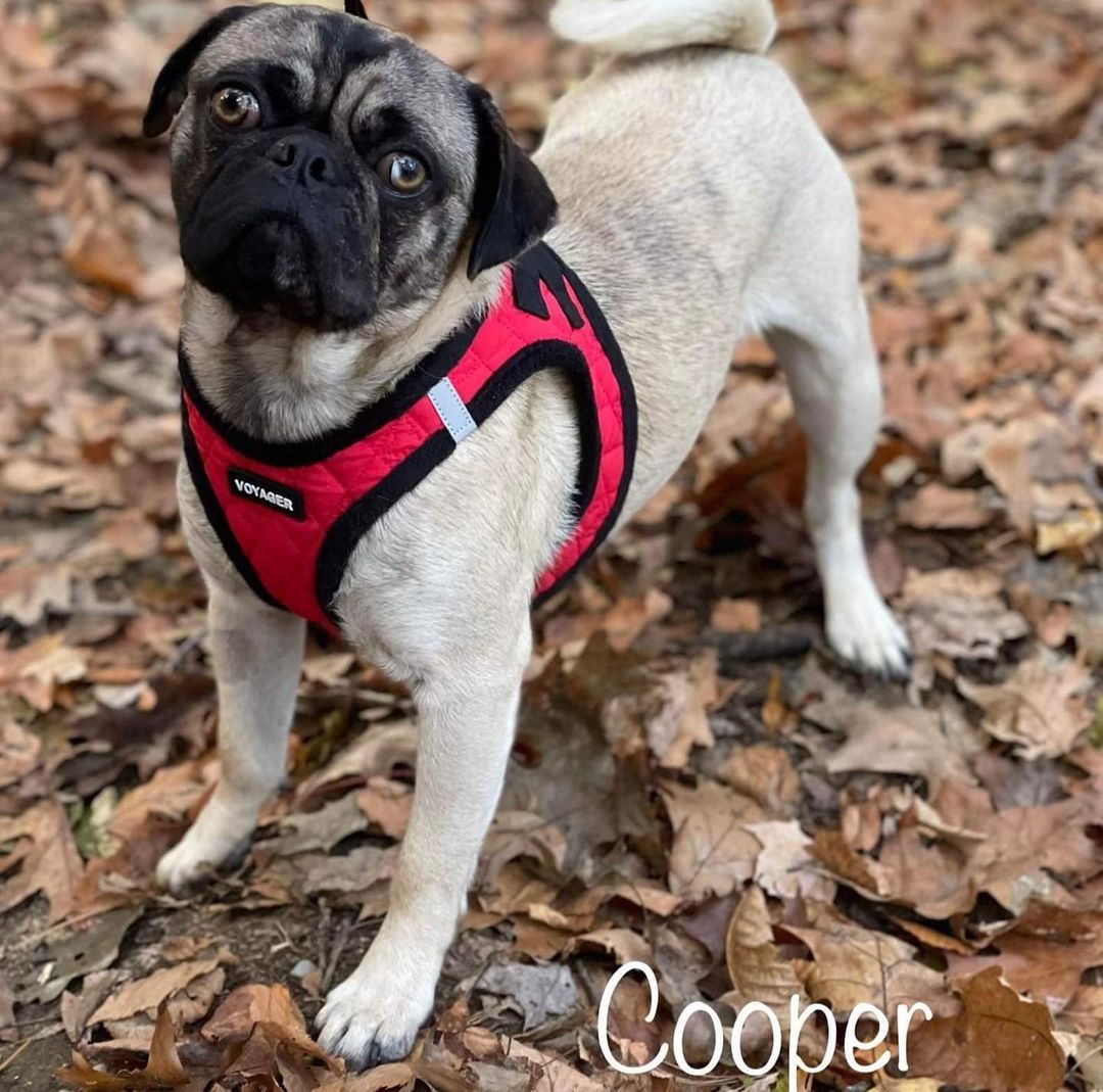 Corazon/ Corey, now Cooper went to his forever home!! 🎉🎈❤️It’s gonna be a wild ride buddy! Have the best life and be a good boy! <a target='_blank' href='https://www.instagram.com/explore/tags/gotchaday/'>#gotchaday</a> <a target='_blank' href='https://www.instagram.com/explore/tags/pronealumniforlife/'>#pronealumniforlife</a> <a target='_blank' href='https://www.instagram.com/explore/tags/adoptdontshop/'>#adoptdontshop</a> <a target='_blank' href='https://www.instagram.com/explore/tags/foreverfamily/'>#foreverfamily</a>