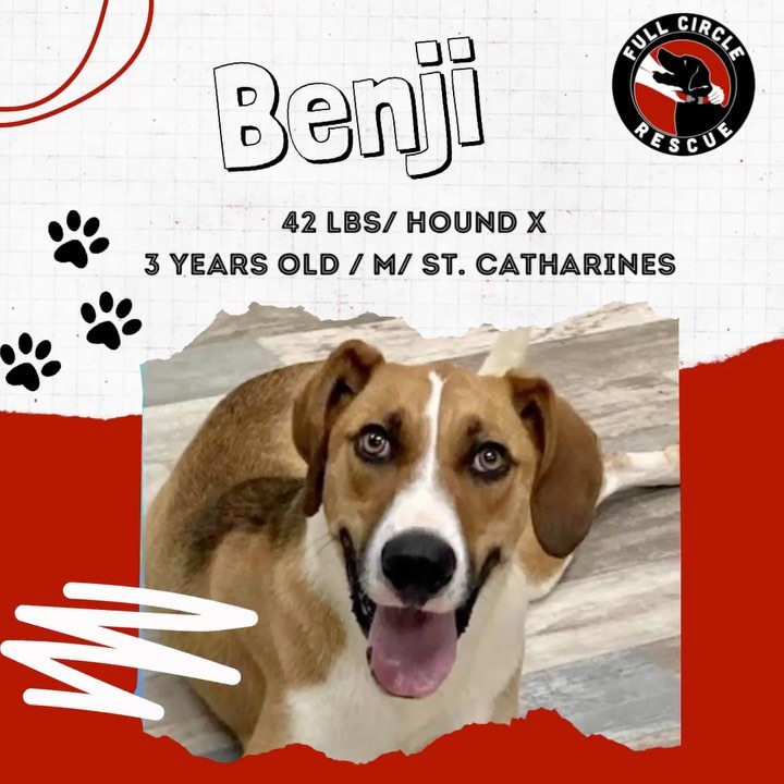 Benji🔺42lbs🔺3yrs🔺M🔺Hound X🔺Tri-colour🔺St. Catharines, ON

Benji is looking for an experienced and loving forever home. Benji (Benjamin when in trouble) is a goofy, soulful boy who will steal your heart. 
Benji is working on Separation Anxiety (see below) when away from his handler and due to this would not be suitable in an apartment building. Benji will need consistency, training and leadership from his entire household. Benji is very trainable with someone to guide him and is making lots of progress in his foster home. 
 Benji loves to run, play, sniff, dig, tug and snuggle. With proper introductions, Benji loves cats and dogs of all sizes. Benji loves men, women and kids of all ages but would do best in a home with older kids due to his energy level. He is the perfect combination of active and couch dog. Benji's free spirit has happily taken to the life of sleeping in and belly rubs.

⭐️For more information or adoption application please visit www.fullcirclerescue.ca⭐️