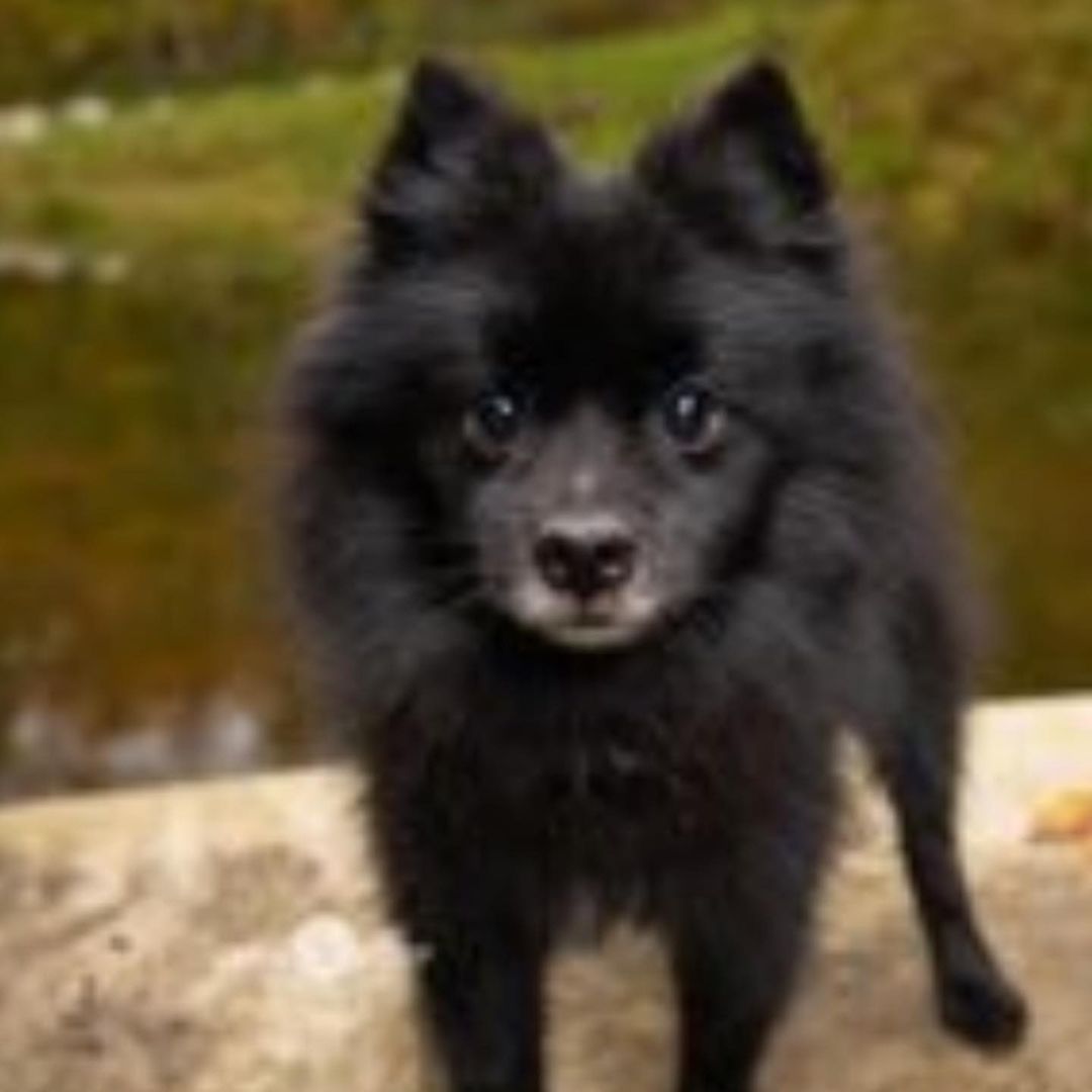 Meet Lupin

Hi, my name is Lupin and while everyone believes I am a tiny werewolf, I really am just an adorable Pomeranian. I was picked up as a stray, they found my owner, but they decided to not come get me. What gives? I am an older guy, but you would NEVER know it! I love to do little pommy jumps on my back legs to get your attention. I am a very good boy and love everyone I meet. Kid? Cats? Other dogs? Chickens? I’m good! I still like to play some and love to chase stuffed toys. I also LOVE dog beds, but will happily sleep in my crate when needed. 

I wasn’t neutered until recently, so while I am housebroken, as a precaution my foster mom had me wear a belly band to make sure I don’t have accidents. I ironically love my belly bands and will wiggle all over while you put them on. I only need to wear them when I am out of the crate and not being watched, otherwise I am a perfect gentleman.  <a target='_blank' href='https://www.instagram.com/explore/tags/miamivalleypitcrew/'>#miamivalleypitcrew</a> <a target='_blank' href='https://www.instagram.com/explore/tags/dog/'>#dog</a> <a target='_blank' href='https://www.instagram.com/explore/tags/dogsofinstagram/'>#dogsofinstagram</a> <a target='_blank' href='https://www.instagram.com/explore/tags/dogs/'>#dogs</a> <a target='_blank' href='https://www.instagram.com/explore/tags/dogmom/'>#dogmom</a> <a target='_blank' href='https://www.instagram.com/explore/tags/doglover/'>#doglover</a> <a target='_blank' href='https://www.instagram.com/explore/tags/doglife/'>#doglife</a> <a target='_blank' href='https://www.instagram.com/explore/tags/dogoftheday/'>#dogoftheday</a> <a target='_blank' href='https://www.instagram.com/explore/tags/doglovers/'>#doglovers</a> <a target='_blank' href='https://www.instagram.com/explore/tags/doglove/'>#doglove</a> <a target='_blank' href='https://www.instagram.com/explore/tags/dogslife/'>#dogslife</a> <a target='_blank' href='https://www.instagram.com/explore/tags/dogsofinsta/'>#dogsofinsta</a> <a target='_blank' href='https://www.instagram.com/explore/tags/dogs/'>#dogs</a> <a target='_blank' href='https://www.instagram.com/explore/tags/dogslife/'>#dogslife</a> <a target='_blank' href='https://www.instagram.com/explore/tags/dogsdaily/'>#dogsdaily</a> <a target='_blank' href='https://www.instagram.com/explore/tags/adoption/'>#adoption</a> <a target='_blank' href='https://www.instagram.com/explore/tags/adoptables/'>#adoptables</a> <a target='_blank' href='https://www.instagram.com/explore/tags/rescuedog/'>#rescuedog</a> <a target='_blank' href='https://www.instagram.com/explore/tags/rescue/'>#rescue</a> 

I also had a dental and am good as new! I really am the nicest guy, so if you are looking for a sweet companion who will take a walk with you, then snooze the afternoon away, I am your guy!