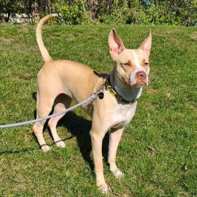 OMGEEEEEEEE! 😍

Meet Willow - an 1.5 year old, female, Boxer mix. She is a fit 48 pound beauty with medium-high energy that loves to go for walks, play with toys, and snuggle on the couch when she is tired. So far, Willow gets along with all humans big and small, dogs, and even the cats she lives with.  She is quiet in her crate overnight and when her foster family is away.  Willow is a smart pup that is very food motivated! She is working hard on mastering some basic commands like sit, come, and lay down.  Willow enjoys learning, puzzles, riding in the car, playing with toys, and is up for any adventure! And if you need a friend to talk to - Willow is all ears!

<a target='_blank' href='https://www.instagram.com/explore/tags/adoptdontshop/'>#adoptdontshop</a>
<a target='_blank' href='https://www.instagram.com/explore/tags/luckymuttswi/'>#luckymuttswi</a>
<a target='_blank' href='https://www.instagram.com/explore/tags/rescuedogsmke/'>#rescuedogsmke</a>
<a target='_blank' href='https://www.instagram.com/explore/tags/doglovers/'>#doglovers</a>
<a target='_blank' href='https://www.instagram.com/explore/tags/rescuedogsofinstagram/'>#rescuedogsofinstagram</a>
<a target='_blank' href='https://www.instagram.com/explore/tags/sweetpup/'>#sweetpup</a>
<a target='_blank' href='https://www.instagram.com/explore/tags/mke/'>#mke</a>
<a target='_blank' href='https://www.instagram.com/explore/tags/mkepup/'>#mkepup</a>
<a target='_blank' href='https://www.instagram.com/explore/tags/wisconsinrescue/'>#wisconsinrescue</a>
<a target='_blank' href='https://www.instagram.com/explore/tags/lovedogs/'>#lovedogs</a>
<a target='_blank' href='https://www.instagram.com/explore/tags/rescue/'>#rescue</a>
<a target='_blank' href='https://www.instagram.com/explore/tags/foster/'>#foster</a>
<a target='_blank' href='https://www.instagram.com/explore/tags/adopt/'>#adopt</a>
<a target='_blank' href='https://www.instagram.com/explore/tags/dogsofinstagram/'>#dogsofinstagram</a>
<a target='_blank' href='https://www.instagram.com/explore/tags/dogrescue/'>#dogrescue</a>
<a target='_blank' href='https://www.instagram.com/explore/tags/beauty/'>#beauty</a>
<a target='_blank' href='https://www.instagram.com/explore/tags/allears/'>#allears</a>
<a target='_blank' href='https://www.instagram.com/explore/tags/family/'>#family</a>
<a target='_blank' href='https://www.instagram.com/explore/tags/bff/'>#bff</a>