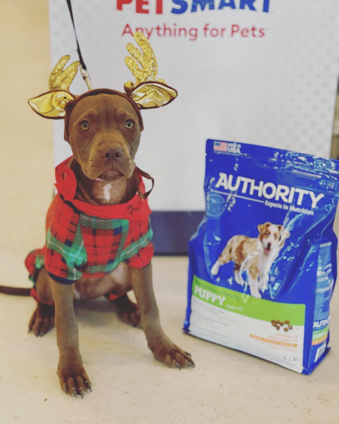 ADOPTED!! Bella is still available. She has had a lot of looks but no commitment. People have mentioned that Bella looks bigger in pictures, so here she is posed beside a 6 lb bag of dog food😊 Bella is a 5 month old, 18 lb pitty mix with a mellow, sweet personality💖 If interested in adopting Bella, please send us a message or email us at frankiegone2dogs@aol.com <a target='_blank' href='https://www.instagram.com/explore/tags/adoptdontshop/'>#adoptdontshop</a> <a target='_blank' href='https://www.instagram.com/explore/tags/rescue/'>#rescue</a> <a target='_blank' href='https://www.instagram.com/explore/tags/foster/'>#foster</a> <a target='_blank' href='https://www.instagram.com/explore/tags/volunteer/'>#volunteer</a> <a target='_blank' href='https://www.instagram.com/explore/tags/juniorhumanesociety/'>#juniorhumanesociety</a> <a target='_blank' href='https://www.instagram.com/explore/tags/puppylove/'>#puppylove</a> <a target='_blank' href='https://www.instagram.com/explore/tags/puppiesofinstagram/'>#puppiesofinstagram</a> <a target='_blank' href='https://www.instagram.com/explore/tags/pensacola/'>#pensacola</a>