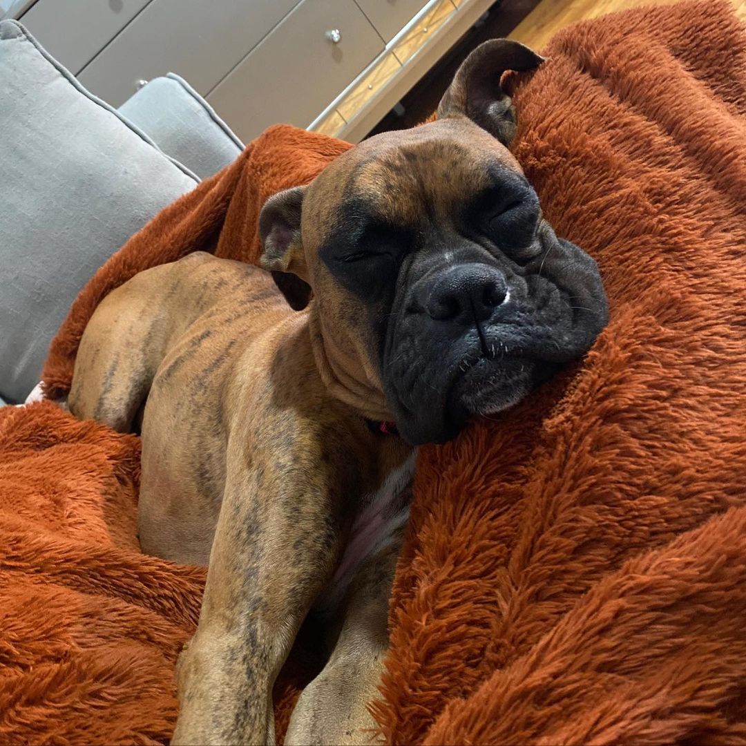 MEET JOHNNY!!!!💙
This sweet 2 year old Boxer is basically the perfect companion. If you’re looking for a balance between fun and snuggles, look no further!
From his foster mom:
“Johnny is the sweetest boxer you will ever meet! He loves (in no particular order), long walks, saying hello to every person & dog, cuddling in your lap, and playing 24/7! 

The perfect family for him would be either a very active individual or a family with a lot of yard space for him to run! 
Johnny loves all dogs and children, but isn't the biggest fan of cats. 

He is housebroken, crate trained, leash trained, and already knows some simple tricks (like sit & paw!). He loves all toys, but especially loves squeak toys. He also enjoys all treats and has been eating Acana Freshwater Fish Recipe. 
He is an extremely active dog, but also loves a good cuddle session. 

His personality is EXTREMELY loving and goofy! He is all around a great dog and would be an amazing addition to just about any household!

INTERESTED IN ADOPTING?
To adopt Johnny apply on our website www.truenorthrescue.org/adopt and email adopt.truenorthrescue@gmail.com to follow up on your application