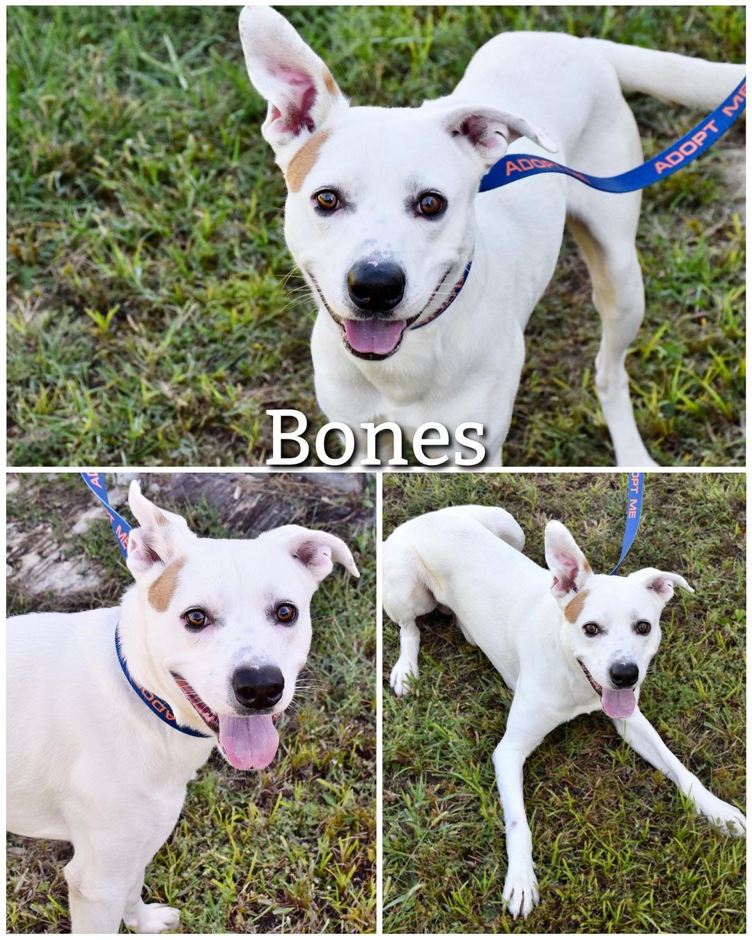 Meet Bones!
Bones is a sweet, shy, and playful 1 year old boy looking for his forever home! He is timid before he gets to know you and is temperamental towards women and children. He warms up to men much quicker than he does women. He needs an experienced dog owner that can continue to work with him, he also needs a home with no children. He loves to play with toys and is good with other dogs! Bones is ready to go home and hopes to find his patient forever family soon. 

Bones is neutered, heartworm tested, dewormed, up to date on vaccinations, and flea/tick preventatives

Bones’ adoption fee is $75, plus $15 for microchip