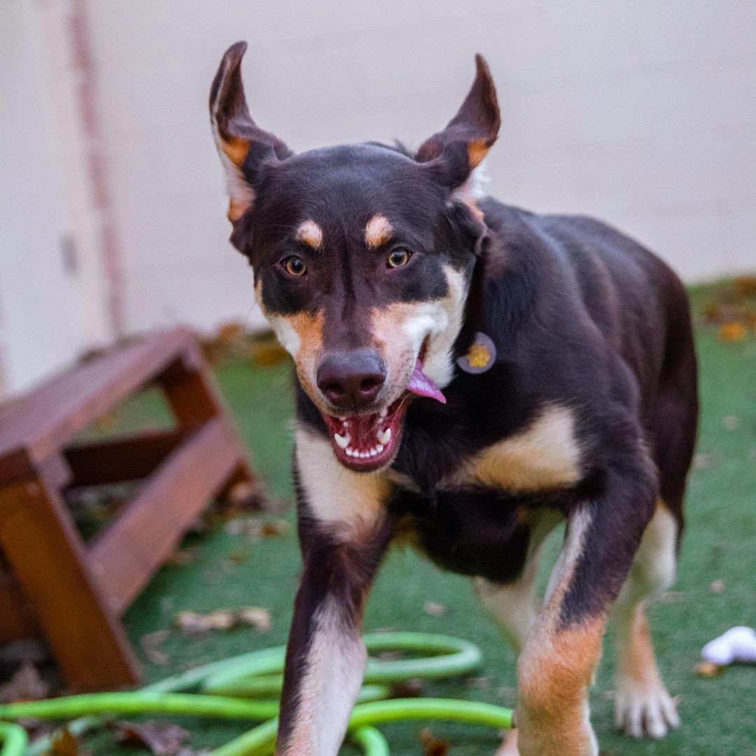 Double tap to boop the snoot. ❤️
Sadie (1st picture) is an 8-year-old Basset Hound/Beagle mix who LOVES to put her nose to the ground and follow a good scent trail. Sadie prefers to go at a slow pace and is not yet house trained so a yard would be helpful for this lady!
Rosie (2nd picture) is an 11-month-old Labrador Retriever mix who is a very sweet girl and is friendly with everyone she meets. She would even do well with another canine friend in the home as she has made plenty of friends since her stay with us. 
Interested in meeting Sadie or Rosie? Stop by our Dedham Animal Care & Adoption Center today anytime between 1PM-6PM. ❤️
.
.
.
.
.
Image description: first photo shows Sadie with her nose up to the camera. 2nd photo shows Rosie smiling running towards the camera.