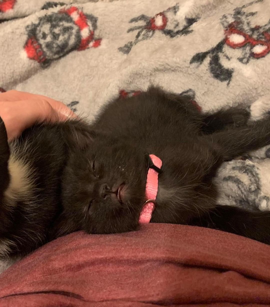 Our twelfth black kitty for November is Peanut Butter! This precious little girl is so much fun! She will play so hard and then when it’s time for a nap she cuddles hard. She loves to be petted and rub on her human 💕 Peanut Butter is 3 months old, FIV/FELV negative and up to date on vaccines. To put in an application click on the link below.

https://www.sbanimalrescue.org/adopt