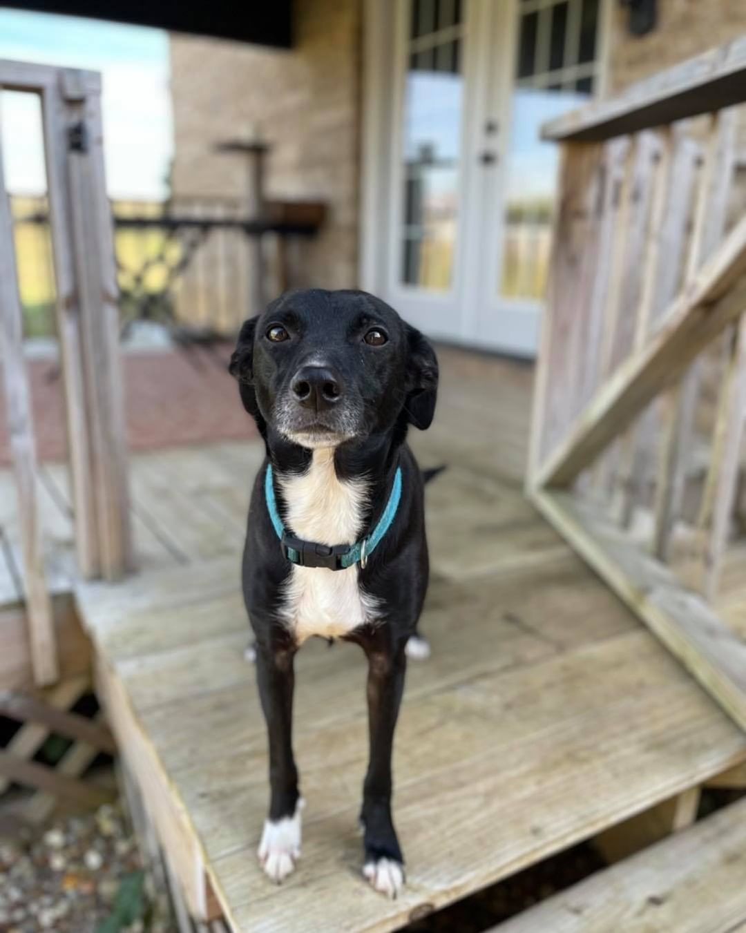 Daily Double, anyone? 🤩

Sally and Lilly, a pair of bonded sisters, are 5 years old, 27lbs a piece, and resemble Lab mixes. 🧬 These sweet girls found themselves in need of a new home after their elderly owner could no longer care for them. 💔 Now, they’re searching for a home together! 👯‍♀️ Both girls are house trained and know how to walk on leash, but aren’t used to being crated. Sweet and social, they’re appropriate for a home with kids 5+, other dogs, and/or savvy cats. 😻

Their foster says, 💬 “They love each other. They're always together. They like playing with tennis balls and chasing each other around the yard. They seem to be well trained in that they won't walk in front of you down stairs. They always seem to wait for a verbal cue to come through or down. Sally seems to like all treats and Lilly is a little hesitant. They're two very special girls and I'm so glad they will be together!