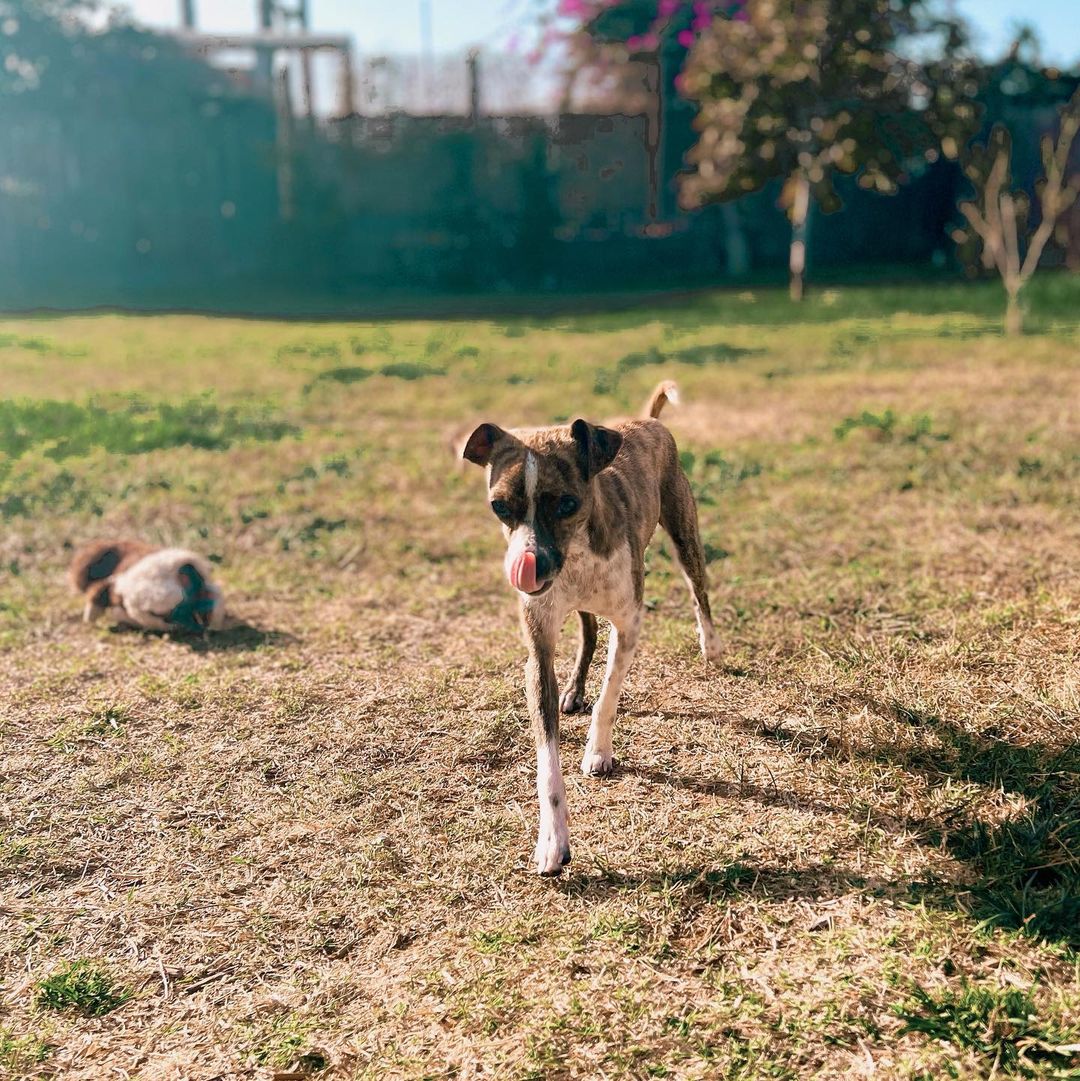 Now Available for Adoption:

I mean, just look at him. 

Milky Way is unbearably cute, and it's not just in appearance. Tender, an instant friend to any creature canine or human, and so comfortable in a lap that it's hard to take a photo of just him, this little man will surely melt your heart. 

As the days get shorter and colder, we can imagine nothing sweeter than spending this winter curled up with milky way, a cup of cocoa, and a good book. While the winter will end the bond you form with Milky Way will be quick and everlasting, and as spring arrives you will be ready to take on the world with your new best friend. 

Run don't walk to adopt this perfect little prince because we are confident that he will steal the heart of the first family he meets.