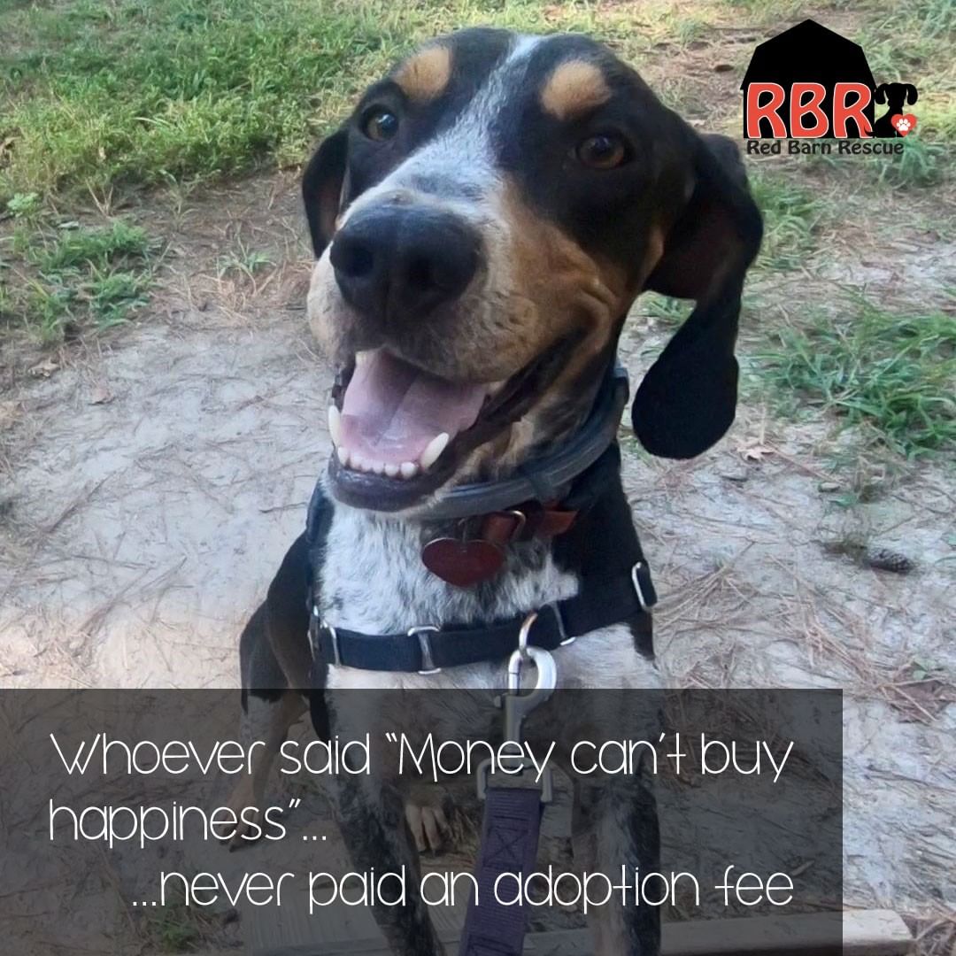 We have many wonderful dogs like Marco waiting for their forever homes at Red Barn Rescue. Visit http://www.redbarnrescue.com/available-dogs.html 

<a target='_blank' href='https://www.instagram.com/explore/tags/redbarnrescue/'>#redbarnrescue</a> <a target='_blank' href='https://www.instagram.com/explore/tags/adoptabledogs/'>#adoptabledogs</a> <a target='_blank' href='https://www.instagram.com/explore/tags/claytonnc/'>#claytonnc</a> <a target='_blank' href='https://www.instagram.com/explore/tags/ncrescuedogs/'>#ncrescuedogs</a> <a target='_blank' href='https://www.instagram.com/explore/tags/ineedahome/'>#ineedahome</a>