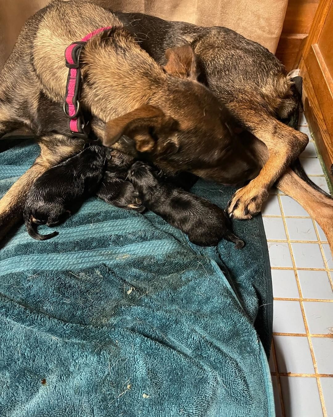 And this also happened today...7 puppies joined this crazy world and are with the amazing Val. We pulled a pup from Houston BARC, we were not told she was preggo. Thank goodness we saved her or else it would have been 8 lives murdered!! 

Please help us cover the costs of vetting, food and transport for this family - PayPal @pawsfromafar or Venmo @pawsfromafar 

This family needs a foster, please contact me if you can assist. Thanks 🐾🐾🐾🐾 

<a target='_blank' href='https://www.instagram.com/explore/tags/puppiesofinstagram/'>#puppiesofinstagram</a> <a target='_blank' href='https://www.instagram.com/explore/tags/puppylove/'>#puppylove</a> <a target='_blank' href='https://www.instagram.com/explore/tags/adoptdontshop/'>#adoptdontshop</a> <a target='_blank' href='https://www.instagram.com/explore/tags/muttsofinstagram/'>#muttsofinstagram</a> <a target='_blank' href='https://www.instagram.com/explore/tags/newborn/'>#newborn</a> <a target='_blank' href='https://www.instagram.com/explore/tags/rescuedogsofinstagram/'>#rescuedogsofinstagram</a> <a target='_blank' href='https://www.instagram.com/explore/tags/rescuedismyfavoritebreed/'>#rescuedismyfavoritebreed</a> <a target='_blank' href='https://www.instagram.com/explore/tags/rescue/'>#rescue</a> <a target='_blank' href='https://www.instagram.com/explore/tags/rescuedog/'>#rescuedog</a> <a target='_blank' href='https://www.instagram.com/explore/tags/rescuedogsrock/'>#rescuedogsrock</a>
