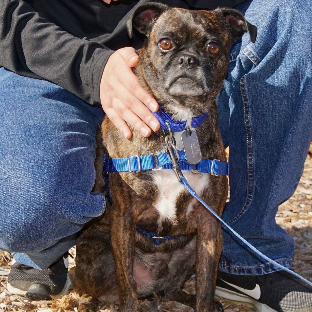 Meet Flynn:
Flynn is an absolutely adorable pug mix with the best puppy eyes out there! At about 5-years-old he has lots of energy and loves to play but also loves to be with his person and cuddle on the couch. Flynn can be shy to start but with a few treats he is quickly your best friend. We are looking for an adult only home for this guy, some place on the quiet side.
Flynn can be near other dogs (out on walks) but prefers to live as an only pet. This guy is overall very sweet. In the right home with someone who understands shy dogs, he will be an amazing companion.

Adoptions are by appointment only. For more information on this pet email adopt@scituateanimalshelter.org
<a target='_blank' href='https://www.instagram.com/explore/tags/adoptdontshop/'>#adoptdontshop</a> <a target='_blank' href='https://www.instagram.com/explore/tags/adoptpurelove/'>#adoptpurelove</a> <a target='_blank' href='https://www.instagram.com/explore/tags/dogs/'>#dogs</a> <a target='_blank' href='https://www.instagram.com/explore/tags/dogsofinstagram/'>#dogsofinstagram</a> <a target='_blank' href='https://www.instagram.com/explore/tags/woof/'>#woof</a> <a target='_blank' href='https://www.instagram.com/explore/tags/bark/'>#bark</a> <a target='_blank' href='https://www.instagram.com/explore/tags/pugmix/'>#pugmix</a> <a target='_blank' href='https://www.instagram.com/explore/tags/canine/'>#canine</a> <a target='_blank' href='https://www.instagram.com/explore/tags/dog/'>#dog</a> <a target='_blank' href='https://www.instagram.com/explore/tags/paws/'>#paws</a> <a target='_blank' href='https://www.instagram.com/explore/tags/cute/'>#cute</a> <a target='_blank' href='https://www.instagram.com/explore/tags/bowwow/'>#bowwow</a> <a target='_blank' href='https://www.instagram.com/explore/tags/woof/'>#woof</a> <a target='_blank' href='https://www.instagram.com/explore/tags/boston/'>#boston</a> <a target='_blank' href='https://www.instagram.com/explore/tags/massachusetts/'>#massachusetts</a> <a target='_blank' href='https://www.instagram.com/explore/tags/newengland/'>#newengland</a> <a target='_blank' href='https://www.instagram.com/explore/tags/capecod/'>#capecod</a> <a target='_blank' href='https://www.instagram.com/explore/tags/scituatema/'>#scituatema</a> <a target='_blank' href='https://www.instagram.com/explore/tags/fall/'>#fall</a> <a target='_blank' href='https://www.instagram.com/explore/tags/fallvibes/'>#fallvibes</a> <a target='_blank' href='https://www.instagram.com/explore/tags/pugsofinstagram/'>#pugsofinstagram</a> <a target='_blank' href='https://www.instagram.com/explore/tags/brindle/'>#brindle</a> <a target='_blank' href='https://www.instagram.com/explore/tags/brindlesofinstagram/'>#brindlesofinstagram</a> <a target='_blank' href='https://www.instagram.com/explore/tags/doglover/'>#doglover</a> <a target='_blank' href='https://www.instagram.com/explore/tags/mediumdogsofinstagram/'>#mediumdogsofinstagram</a> <a target='_blank' href='https://www.instagram.com/explore/tags/dogsrule/'>#dogsrule</a>