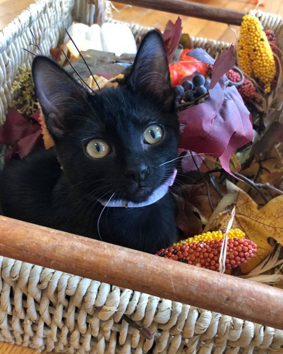 Our tenth black kitty for November is Penelope! She loves to snuggle and play with her siblings. She also loves to sit in your lap and make biscuits. Her favorite thing to do is to steal foster mom’s heating pad when she gets up from her chair 😹 Penelope is about 4 months old, spayed, FIV/FELV negative and up to date on vaccines. To put in an application click on the link below.

https://www.sbanimalrescue.org/adopt