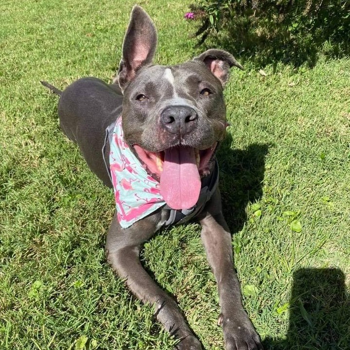 Zena participates in our rent-a-dog program and was on a recent outing and was a delight to have out for the day. 