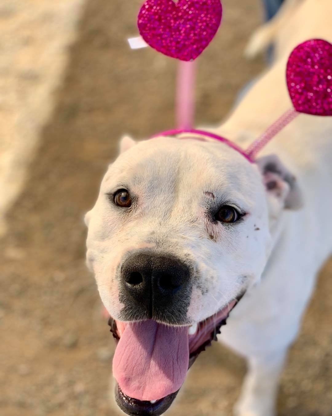 Have you met Angelica? This wonderful 1.5 year old is filled with love and has been patiently waiting to find her home.

Angelica loves going on daily walks, playing with her stuffies, snuggling and hanging out with her doggie friends 🐶 Although this cutie can be quite shy and hesitant at first, with a little patience and kindness she comes around very quickly. Angelica would do best in a calmer home with an understanding family and with another dog. 

Been in search for a loyal companion who will make you laugh and feel extremely loved everyday? Look no further as Angelica is your girl! To apply to adopt, head to lpchumanesociety.org and we will schedule a time for you to meet this wonderful lady! 

<a target='_blank' href='https://www.instagram.com/explore/tags/lpchs/'>#lpchs</a> <a target='_blank' href='https://www.instagram.com/explore/tags/adopt/'>#adopt</a> <a target='_blank' href='https://www.instagram.com/explore/tags/pittie/'>#pittie</a> <a target='_blank' href='https://www.instagram.com/explore/tags/homefortheholidays/'>#homefortheholidays</a>