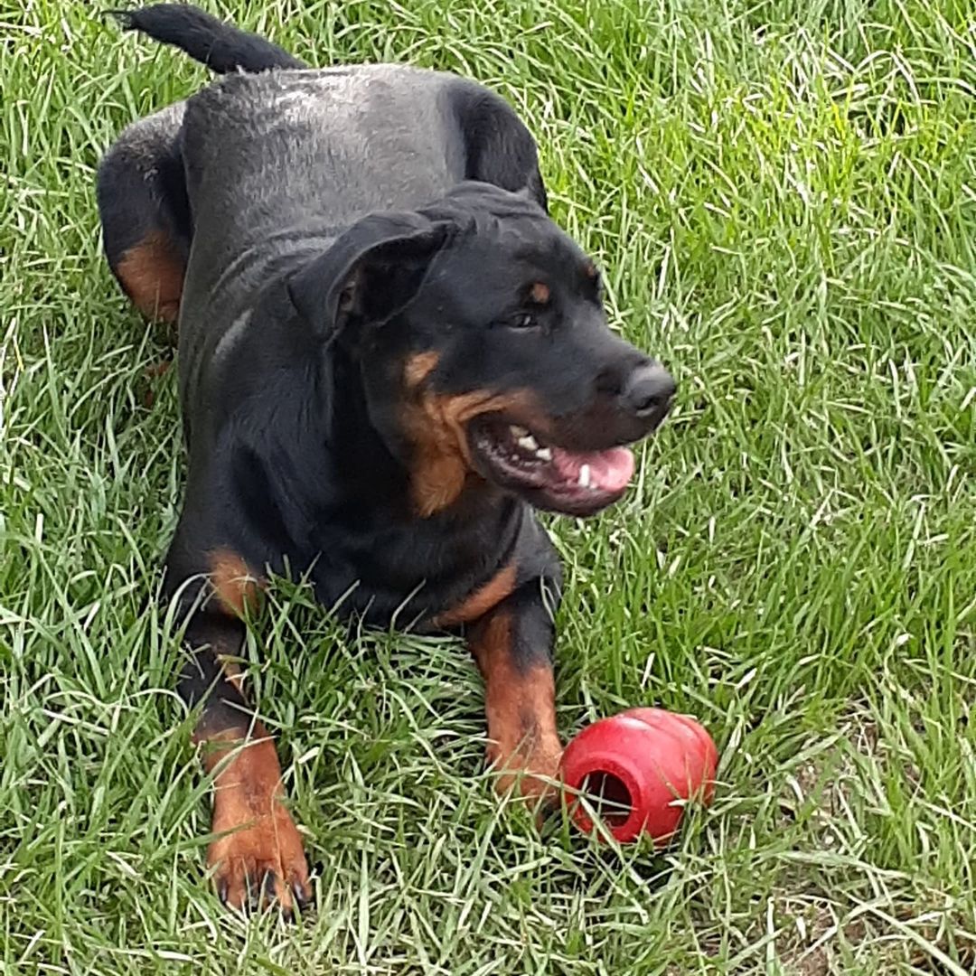 URGENT FOSTER NEEDED 

Hi everyone meet Booger.  Booger's dad has Alzheimer's disease and it has progressively been getting worse and so his family can no longer care for Booger properly and still take care of his dad.

Booger is a 1 1/2 year old (DOB 05/14/2020) 100 lb Rottweiler.  He is good with other dogs and mature children but NO cats.  He is house-trained, neutered, utd on vaccinations and on flea and HW preventative.

Please fill out the application on the Heidi's Legacy website if you are interested in adopting or fostering.

<a target='_blank' href='https://www.instagram.com/explore/tags/fosteringisfun/'>#fosteringisfun</a> <a target='_blank' href='https://www.instagram.com/explore/tags/fosteringsaveslives/'>#fosteringsaveslives</a> <a target='_blank' href='https://www.instagram.com/explore/tags/adoptdontshop/'>#adoptdontshop</a> <a target='_blank' href='https://www.instagram.com/explore/tags/rescuedogsofinstagram/'>#rescuedogsofinstagram</a> <a target='_blank' href='https://www.instagram.com/explore/tags/rottweiler/'>#rottweiler</a> <a target='_blank' href='https://www.instagram.com/explore/tags/rottweilersofinstagram/'>#rottweilersofinstagram</a> <a target='_blank' href='https://www.instagram.com/explore/tags/fosterdog/'>#fosterdog</a> <a target='_blank' href='https://www.instagram.com/explore/tags/fosterdogsofinstagram/'>#fosterdogsofinstagram</a> <a target='_blank' href='https://www.instagram.com/explore/tags/rescuedogs/'>#rescuedogs</a> 
<a target='_blank' href='https://www.instagram.com/explore/tags/alzheimers/'>#alzheimers</a>