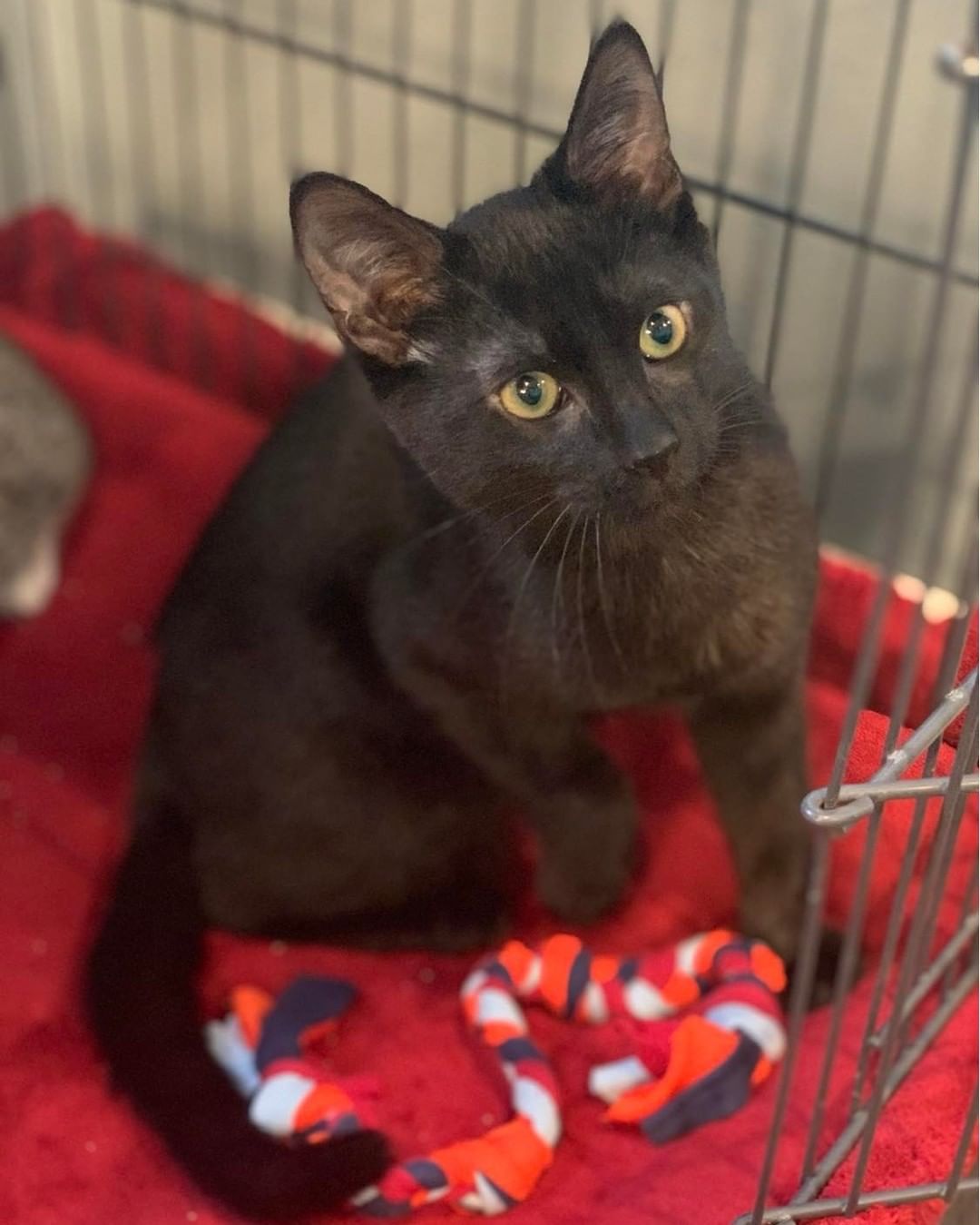 Meet SQUASH (tiger) and GOURD (black)! 
These 4-month-old brothers came in when they were just 8 weeks old. They were in a wonderful foster home where they were loved and learned great socialization until they were big enough to be neutered! Squash and Gourd are now both neutered and ready to go home today! Come visit us from 11 am to 4 pm or fill out a cat adopter survey to let us know you're interested in them! 
https://www.yateshumane.org/cat-adopter-survey