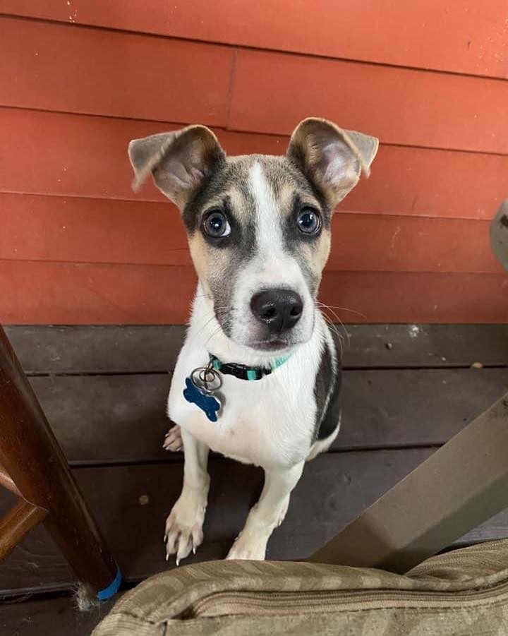 “What’s the story, morning glory?” you might ask. More like, “What’s the *tail*, nightingale?” 

Have you heard about Conrad the dog?! 

Instead of “Bye, Bye Birdie,” say hi, hi to Conrad! This perky little lover wants to “go steady” with his new human. 

He’s only about four months old, but he sure is “one boy, one special boy, one boy to go with, to talk with, and walk with” - did we mention he’s pretty good on a leash? He’s coming along well with house training, too, although it will take more time and training to ensure he really grasps the concept. He’s easy-going and doesn’t mind spending time snoozing in a crate at night or for short stints during the day if you ask him to (although he’d certainly prefer being snuggled up with you!). 

We love you, Conrad, oh yes we do! There is no other dog, we love like you!

Conrad is very much still a puppy - floppy, uncoordinated, and nippy - so he’ll need a home without young children who could be easily hurt or upset by an errant paw scrape or nibble. He will also need pretty constant supervision for a while, as he is still learning what objects are and aren’t appropriate to chew and carry around. He loves playing with his foster siblings and would enjoy having a playful companion or two around. 

We don’t really know what breeds are in there (the vet thinks he’s partly Jack Russell Terrier), but our best guess is he’ll be medium-sized (25-35 pounds) when fully grown. But don’t hold us to that!

Conrad has striking features and a wonderful personality. There’s no doubt he’s cuddly AND sincere, and he’s got a lot of livin’ to do! How lovely to be a doggie like him, and even lovelier to bring him into your home. 

REQUIREMENTS:
* Fenced yard
* No small children in the home
* At least one other playful pup preferred

If you think you might be the perfect fit for this guy submit an application on our website! Www.releashatlanta.com