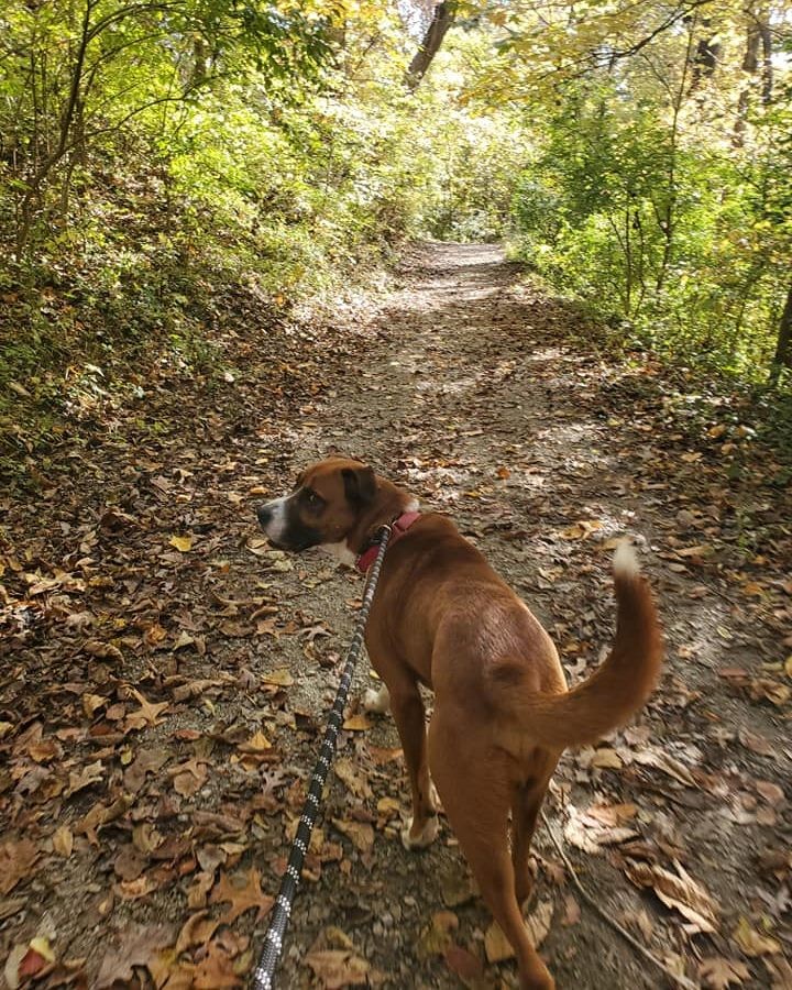 Phineas has taken several outings with his staff friends, but he would love to have a family he can do fun things with forever! 🧡

He is a handsome, adventurous, boxer mix with lots of love to give! Phineas is two years old and loves spending time in the sun with the humans. He would do best in an adult-only home but would be fine with a canine buddy. This stunning guy is waiting patiently for someone to fall in love with him!

You can apply to meet Phineas here: fiveacresanimaalshelter.org/adopt/adoptable-pets-dogs 🐾 <a target='_blank' href='https://www.instagram.com/explore/tags/fiveacresanimalshelter/'>#fiveacresanimalshelter</a> <a target='_blank' href='https://www.instagram.com/explore/tags/safesoundandhomewardbound/'>#safesoundandhomewardbound</a> <a target='_blank' href='https://www.instagram.com/explore/tags/adoptdontshop/'>#adoptdontshop</a>