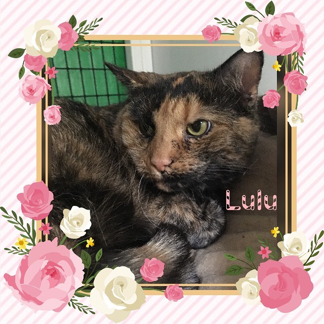 Let’s talk about Lulu! 💕 Today I spent some time with Lulu and she was very happy to be pet, but doesn’t seem very active. She is 7 years old and has been at WVHS since she was 3 years old. I don’t know if she would be more active and playful in her very own home, or if she is the type of girl who will always want to lounge around, and relax. Either way, I know this: she loves attention! She stayed curled up in her bed while I was visiting her but she was happy to let me pet her for as long as I wanted and she was not shy with me even though she does not know me very well. (There are a few of us on here running social media and I am not a staff member that she sees regularly, but she didn’t mind!) Again, we don’t know what Lulu will act like in her own home. But we DO know that she loves to be loved. Please SHARE to help Lulu find her perfect match. And please start the adoption process if YOU are interested in this beautiful sweetheart. She can’t wait to have her own family ❤️

TO START THE ADOPTION PROCESS: 
Please print an adoption application at wvhumane.org/forms-and-downloads and return to us at warwickhumane@yahoo.com or by fax
845-987-8995