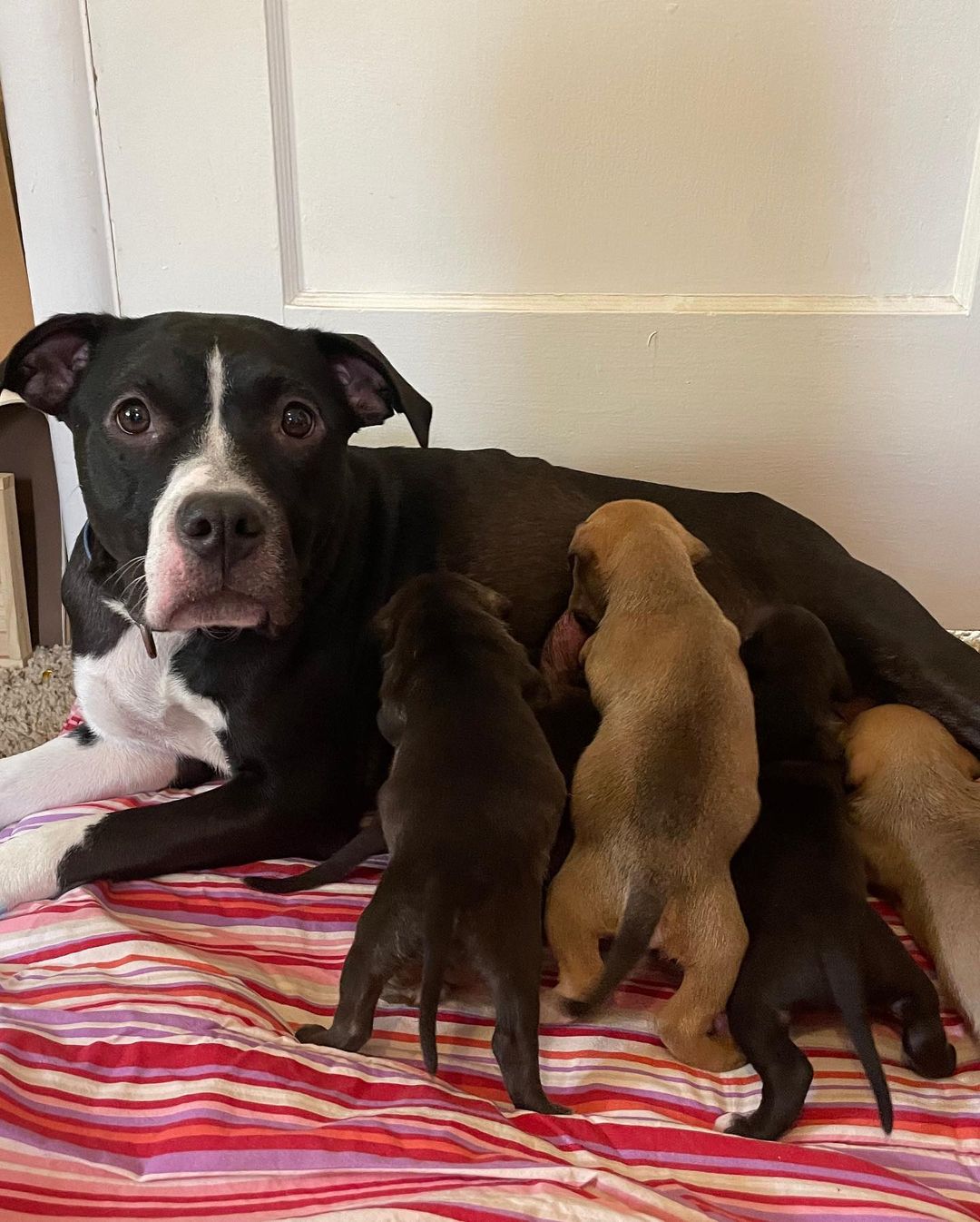 Immediate foster needed!

Sweet mama Camille and her adorable 5 puppies are in need of a foster ￼for at least 3 weeks. Mama is very sweet, but she does need to be in a separate room and away from other pets. She is dog friendly, but like every good mama, she is protective of her babies.

They are currently doing well in a foster home, but unfortunately her foster mom has to go back to work full-time. If you are able to help for three weeks, please email Shy at Shy@pawspueblo.org to learn more about our life-saving foster program. As always, thank you for your support.￼ ❤️🐾 <a target='_blank' href='https://www.instagram.com/explore/tags/fosteringsaveslives/'>#fosteringsaveslives</a> <a target='_blank' href='https://www.instagram.com/explore/tags/pawsforlifepueblo/'>#pawsforlifepueblo</a> 

https://www.pawspueblo.org/foster-program/

PAWS for Life 
800 N Pueblo Blvd
Pueblo, Co 81003

719 543-6464