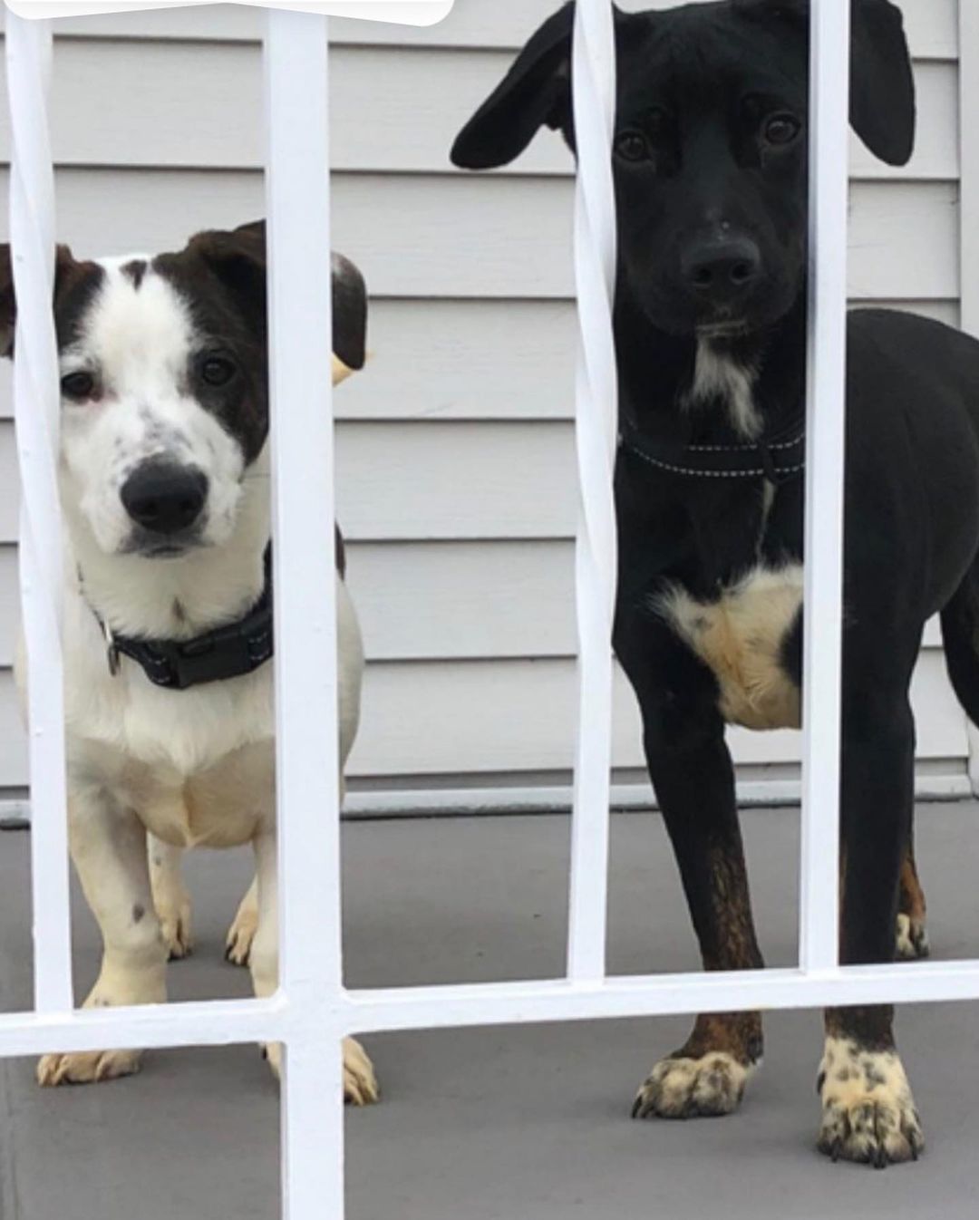 Sweater weather brought to you by our bonded siblings Frankie & Remi! Available for adoption❤️