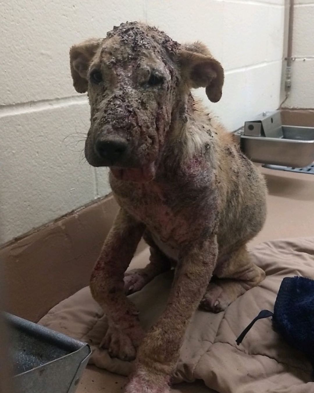 Meet Bogey ❤️

Bogey deserved so much better in his young life...and now because of this community, he is totally going to get it.

He was recently dropped off at a shelter, the owner said to put him down, all because he had demodex mange, a treatable (and not transmissible) skin condition. At just 5 months old, thrown away like trash. No dog deserves that.

That's why we exist - to scoop these pups up, keep them safe, and ensure they get the life they deserve.

One of our excellent vets and an outstanding foster (thank you Jenn! @foster_fam_92673) have stepped up to help Bogey. He currently gets 3 treated baths each week, lots of patience and TLC.

His foster mama, Jenn said “I cried like a baby giving this sweet boy his bath today. Heartbreaking. Then I threw a towel on him, even over his face (it was bleeding on the top of his nose) and just patted him. He leaned his face to me in so hard and we and we just hugged and loved. I just sobbed like a baby! 🤣💔 And such a personality. I swear he knows what I am saying.”

Rescue is the emotional roller coaster of a lifetime, but we wouldn’t have it any other way. Thank you for supporting us so we can give dogs like Bogey the second chance they deserve.

We can’t wait to show you Bogey’s glow up!✨