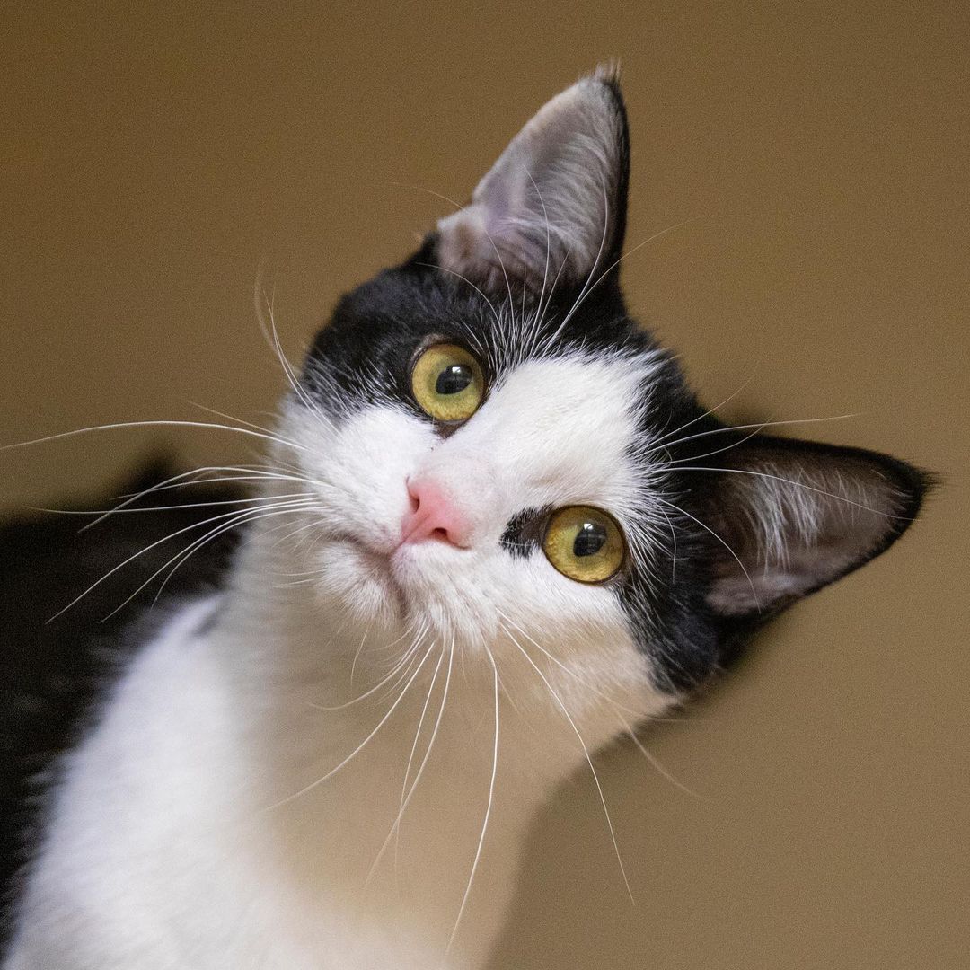 **Update: adopted!**

Who has the better head tilt- Eli or Erin? 🐱
These two cuties came to us from a recent southern transport through our friends at the @aspca’s relocation program and have instantly become a staff & volunteer favorite. If you’re looking for a cat with an outgoing personality, Eli or Erin could be the perfect fit for you! Call our Dedham location today at 617-426-9170 to set up an appointment to meet them! 

Fun Fact: <a target='_blank' href='https://www.instagram.com/explore/tags/didyouknow/'>#didyouknow</a>, thanks to a collaboration with the @aspca’s relocation program, over 165 cats and dogs have been adopted through our three Animal Care & Adoption Centers so far this year ❤️ 
.
.
.
.
.
Image description: photo shows a white and black cat tilting his head at the camera, and a brown tabby kitten tilting her head.