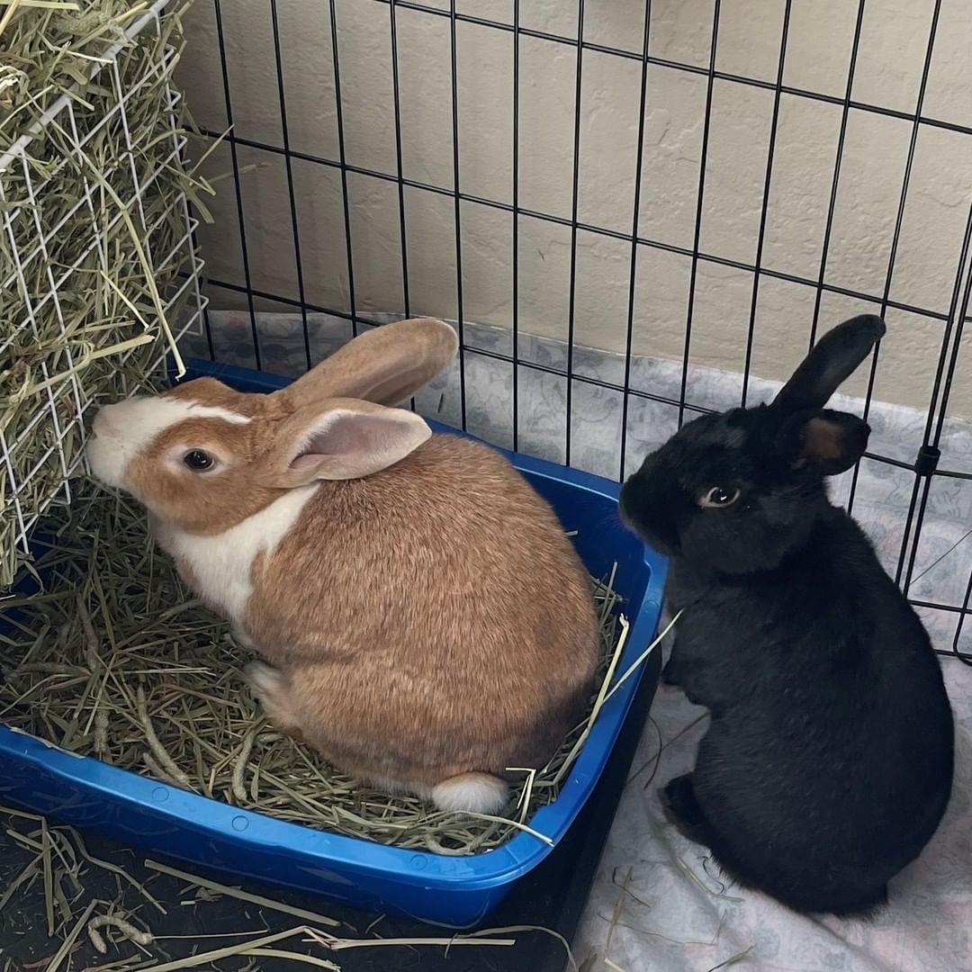 Esmée and Cohiba are everything you'd want in a pair of bunnies. They are hoppily married and did we mention, adorable? And, did you know - bunnies are even better in pairs? They require about the same amount of space and they would have a companion for life.

Esmée and Cohiba are currently in a foster home waiting to be adopted! To adopt this bonded pair, check out the How to Adopt link in our bio. 

Our adoptable rabbits are vaccinated (RHDV), spayed/neutered, and microchipped. 

<a target='_blank' href='https://www.instagram.com/explore/tags/adopt/'>#adopt</a> <a target='_blank' href='https://www.instagram.com/explore/tags/adoptashelterpet/'>#adoptashelterpet</a> <a target='_blank' href='https://www.instagram.com/explore/tags/rabbitadoption/'>#rabbitadoption</a> <a target='_blank' href='https://www.instagram.com/explore/tags/rabbitforadoption/'>#rabbitforadoption</a> <a target='_blank' href='https://www.instagram.com/explore/tags/adoptarabbit/'>#adoptarabbit</a> <a target='_blank' href='https://www.instagram.com/explore/tags/rescuedismyfavoritebreed/'>#rescuedismyfavoritebreed</a> <a target='_blank' href='https://www.instagram.com/explore/tags/chooseadoption/'>#chooseadoption</a> <a target='_blank' href='https://www.instagram.com/explore/tags/adoptdontshop/'>#adoptdontshop</a> <a target='_blank' href='https://www.instagram.com/explore/tags/foster/'>#foster</a> <a target='_blank' href='https://www.instagram.com/explore/tags/fostering/'>#fostering</a> <a target='_blank' href='https://www.instagram.com/explore/tags/fosteringsaveslives/'>#fosteringsaveslives</a> <a target='_blank' href='https://www.instagram.com/explore/tags/fosterashelterpet/'>#fosterashelterpet</a> <a target='_blank' href='https://www.instagram.com/explore/tags/petrabbit/'>#petrabbit</a> <a target='_blank' href='https://www.instagram.com/explore/tags/weeklyfluff/'>#weeklyfluff</a> <a target='_blank' href='https://www.instagram.com/explore/tags/rabbit/'>#rabbit</a> <a target='_blank' href='https://www.instagram.com/explore/tags/rabbitoftheday/'>#rabbitoftheday</a> <a target='_blank' href='https://www.instagram.com/explore/tags/rabbitoftheweek/'>#rabbitoftheweek</a> <a target='_blank' href='https://www.instagram.com/explore/tags/oakland/'>#oakland</a> <a target='_blank' href='https://www.instagram.com/explore/tags/oaklandcalifornia/'>#oaklandcalifornia</a> <a target='_blank' href='https://www.instagram.com/explore/tags/sfbayarea/'>#sfbayarea</a> <a target='_blank' href='https://www.instagram.com/explore/tags/houserabbit/'>#houserabbit</a> <a target='_blank' href='https://www.instagram.com/explore/tags/bondedrabbits/'>#bondedrabbits</a> <a target='_blank' href='https://www.instagram.com/explore/tags/oaklandanimalservices/'>#oaklandanimalservices</a> <a target='_blank' href='https://www.instagram.com/explore/tags/bunniesworldwide/'>#bunniesworldwide</a> <a target='_blank' href='https://www.instagram.com/explore/tags/cuteanimals/'>#cuteanimals</a> <a target='_blank' href='https://www.instagram.com/explore/tags/rabbitsofinstagram/'>#rabbitsofinstagram</a> <a target='_blank' href='https://www.instagram.com/explore/tags/petsofinstagram/'>#petsofinstagram</a> <a target='_blank' href='https://www.instagram.com/explore/tags/petoftheday/'>#petoftheday</a> <a target='_blank' href='https://www.instagram.com/explore/tags/rabbitlife/'>#rabbitlife</a>