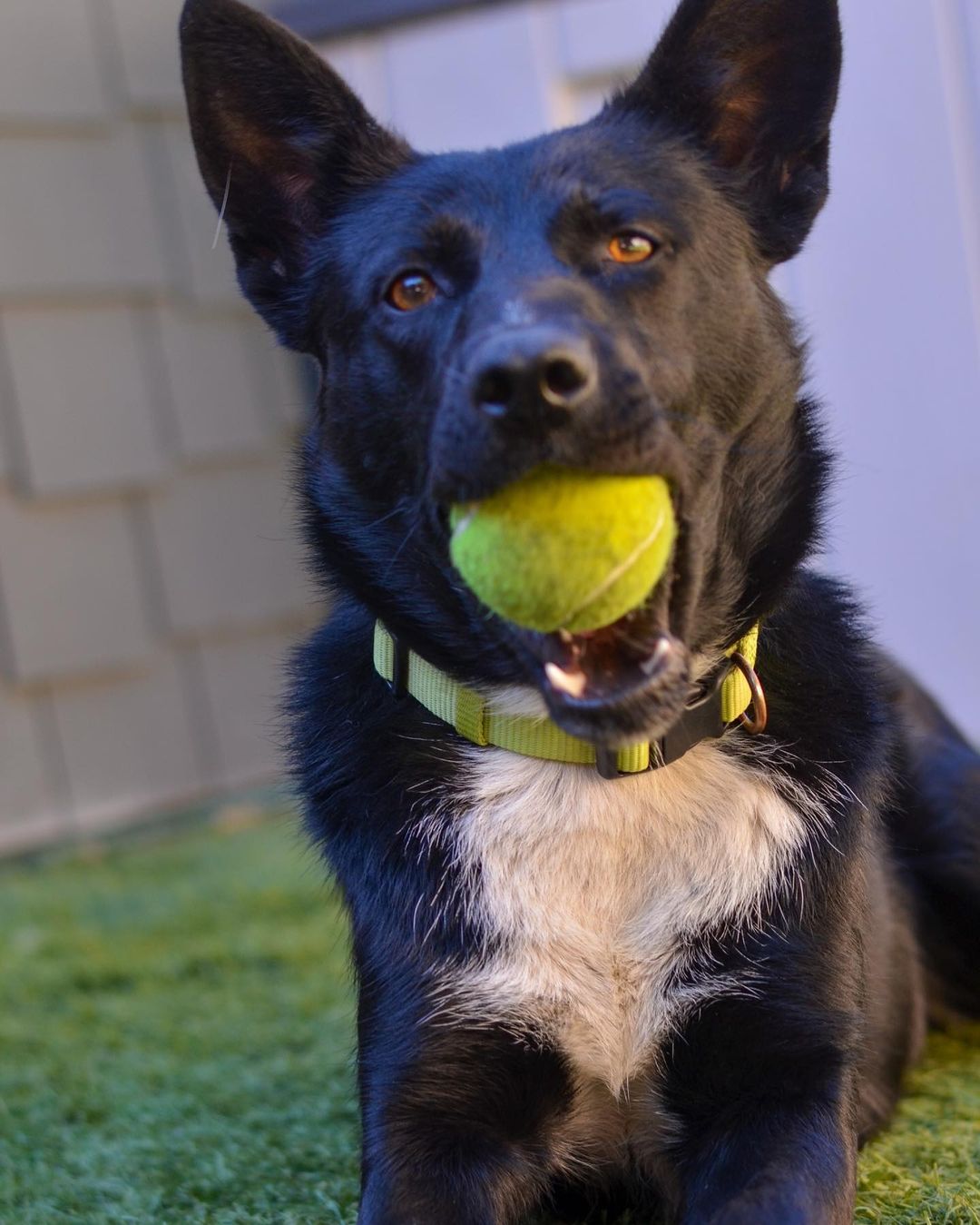 Now Available for Adoption:

It's time to play with Rhea! 

Happiest with a toy in her hand, Rhea's heart can be yours in exchange for a tennis ball, a rope, or something that squeaks. Friendly and active, Rhea's perfect person will be one as interested in being her best friend as she is yours, ready to take on the days together with enthusiasm and goofiness. 

As smart as she is spunky, Rhea thrives when she has something to do. Learning leash manners quickly, Rhea is certainly a 