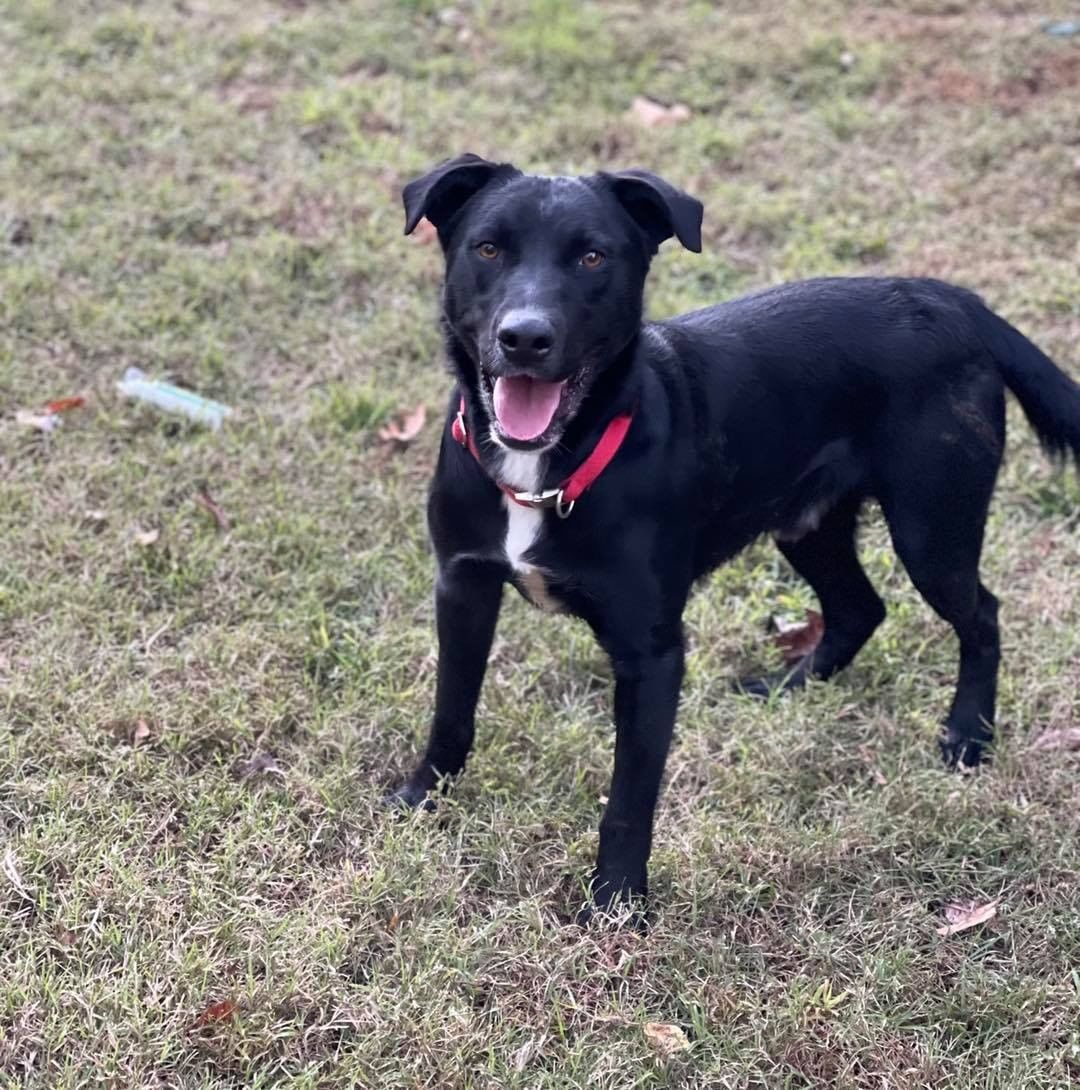 Andy’s coming!

…to Massachusetts next week. 🥳

Handsome Andy is about 2 years old, 60lbs, and his mom was a Labrador Retriever and his father a mixed breed, making him a Lab mix! 🧬 Prior to rescue Andy lived a life of neglect, spending his days in a small pen with only a rusty barrel for shelter. 💔 Now, he’s learning all about what life should be like and is ready for his next chapter! 📖 

Based on his personality, Andy could live with other dogs, confident cats, or kids 5+. ✅ His person/people should be up for fine tuning his indoor-living skills/manners as well as continuing his socialization. 

His foster says, 💬 “He hasn't had a good life so he's like a little sponge. He loves attention and love, treats, toys, and especially peanut butter. He can be a little shy around new dogs and people but wags his little tail nonstop. He is super smart and is learning manners. He's never had toys or much love but he is doing soooo well. Now that he is safe he is just a happy, happy, happy guy. Andy is so deserving and anyone who meets him will see how special he is.