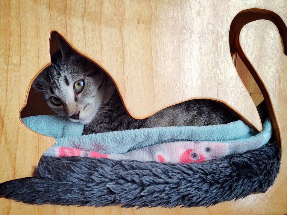 🫐Blueberry🫐

Blueberry is a loving, confident, playful kitten. She loves to snuggle on your lap while the others are chasing each other around. When she has gotten her cuddles in, she's ready for the chase!
Blueberry loves all the cats she lives with, old and young. With a proper intro, she could have a dog friend too!

✨Blueberry is also one of our many kittens available in the Take Home A Tabby Promotion this month✨
•
•
•
If you are interested in adopting Blueberry apply at https://www.littlelionfoundation.org 

To donate⬇️
🐾 Donate thru our PayPal link at www.PayPal.me/littlelionfoundation

🐾 VENMO: @Littlelion-foundation

🐾 Donate thru our CUDDLY campaigns https://cuddly.com/shelter/37701/The-Little-Lion-Foundation

🐾www.littlelionfoundation.org/donate

<a target='_blank' href='https://www.instagram.com/explore/tags/thelittlelionfoundation/'>#thelittlelionfoundation</a> <a target='_blank' href='https://www.instagram.com/explore/tags/roarforthevoiceless/'>#roarforthevoiceless</a> <a target='_blank' href='https://www.instagram.com/explore/tags/adopt/'>#adopt</a> <a target='_blank' href='https://www.instagram.com/explore/tags/adoptdontshop/'>#adoptdontshop</a> <a target='_blank' href='https://www.instagram.com/explore/tags/spayandneuter/'>#spayandneuter</a> <a target='_blank' href='https://www.instagram.com/explore/tags/longbeach/'>#longbeach</a> <a target='_blank' href='https://www.instagram.com/explore/tags/foster/'>#foster</a> <a target='_blank' href='https://www.instagram.com/explore/tags/fosterkittens/'>#fosterkittens</a> <a target='_blank' href='https://www.instagram.com/explore/tags/donate/'>#donate</a> <a target='_blank' href='https://www.instagram.com/explore/tags/rescuecat/'>#rescuecat</a> <a target='_blank' href='https://www.instagram.com/explore/tags/cat/'>#cat</a> <a target='_blank' href='https://www.instagram.com/explore/tags/kittens/'>#kittens</a> <a target='_blank' href='https://www.instagram.com/explore/tags/tabbycat/'>#tabbycat</a> <a target='_blank' href='https://www.instagram.com/explore/tags/tabby/'>#tabby</a>
