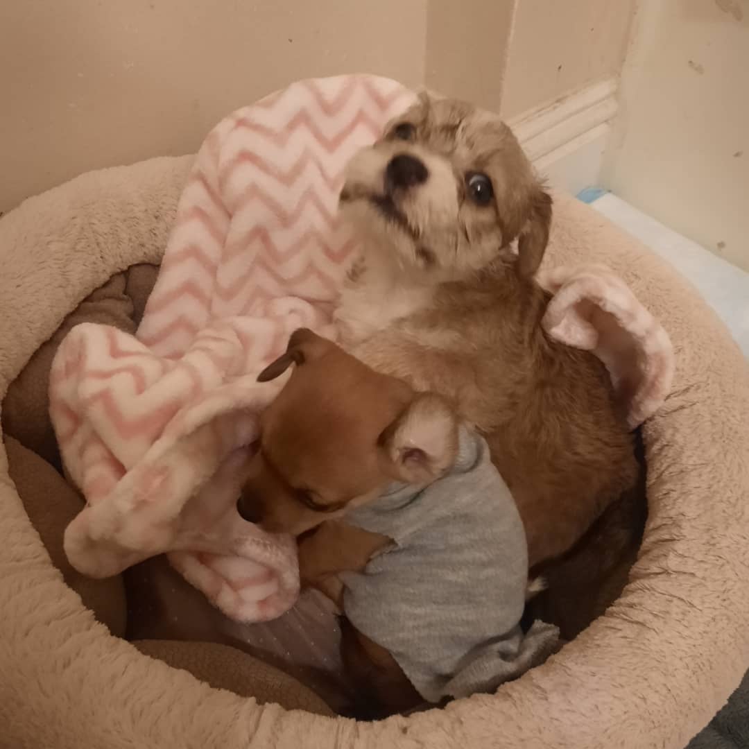 Two more precious souls are ours. These two babies who are still so young and should be with their mother, were brought in today. 
We are so tired of people breeding their pets, or simply allowing them breed by not spaying and neutering them!
Of course we will take care of these babies and find them the best homes. But people, please spay your pets!
These two babies are scared and crying for mom. Hopefully they will calm down and start to feel more comfortable so we can get some sleep. Two baby boys.  Name suggestions? 

<a target='_blank' href='https://www.instagram.com/explore/tags/rescuelife/'>#rescuelife</a> <a target='_blank' href='https://www.instagram.com/explore/tags/rescuepuppies/'>#rescuepuppies</a> <a target='_blank' href='https://www.instagram.com/explore/tags/spayorneuteryourpets/'>#spayorneuteryourpets</a> <a target='_blank' href='https://www.instagram.com/explore/tags/nokillshelter/'>#nokillshelter</a> <a target='_blank' href='https://www.instagram.com/explore/tags/animalrescue/'>#animalrescue</a> <a target='_blank' href='https://www.instagram.com/explore/tags/jellysplace/'>#jellysplace</a>