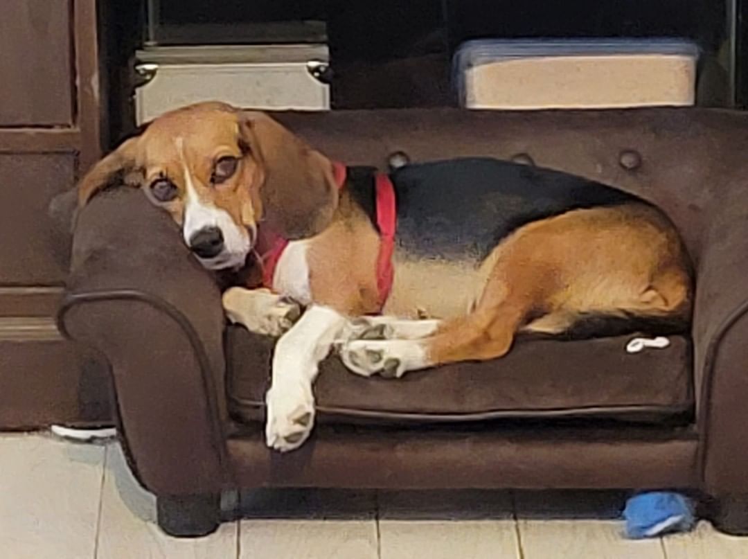 After 7 months with us this happy little beagle went to her furever home. Delilah came to us heartworm positive and with a broken pelvis. She has since healed and is doing amazing. Congrats baby girl and have an amazing life!