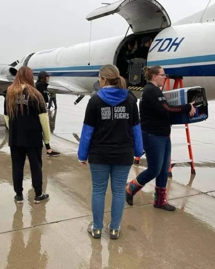 OPERATION SIOUXLAND: 
A couple months a go you may remember us posting about Operation Sunflower, where we took in 8 dogs and 6 cats that had been flown in by Greater Good Charities from Hurricane Ida to help find their fur-ever homes in the Siouxland area! Well, yesterday we had the pleasure of having another 40 dogs and 12 cats flown into the Sioux City Airport in effort to give these happy-go-lucky pets homes while the shelters down south are re-couping from Hurricane Ida.
We took in 20 dogs and 6 cats from this wonderful transport and we're happy to say they've settled in nicely and are now available for adoption!
These guys come in all shapes, sizes, breeds, and have different temperaments, personalities, and traits to share with you guys, so you can definitely find the best fit for your home! All these fur-babies are ready to meet you and find their paw-fect fits!

<a target='_blank' href='https://www.instagram.com/explore/tags/greatergoodcharities/'>#greatergoodcharities</a>
<a target='_blank' href='https://www.instagram.com/explore/tags/operationsiouxland/'>#operationsiouxland</a>
<a target='_blank' href='https://www.instagram.com/explore/tags/hurricaneida/'>#hurricaneida</a> 
<a target='_blank' href='https://www.instagram.com/explore/tags/saveanimalssavelives/'>#saveanimalssavelives</a>
<a target='_blank' href='https://www.instagram.com/explore/tags/adoptashelterpet/'>#adoptashelterpet</a> 
<a target='_blank' href='https://www.instagram.com/explore/tags/siouxlandhumanesociety/'>#siouxlandhumanesociety</a> 
<a target='_blank' href='https://www.instagram.com/explore/tags/adoptdontshop/'>#adoptdontshop</a>