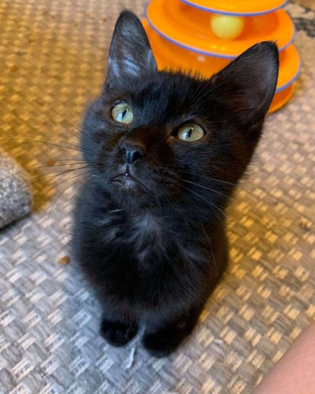 Our eighth black kitty for November is Turtle! He was pulled from a kill shelter with his mom and siblings and taken into foster care. He is a super loving boy who wants to do nothing but snuggle with his foster mom 😻 The pictures don’t do justice to how fuzzy he is! He is good with cats and dogs. Turtle is 3 months old, up to date on vaccines and FIV/FELV negative. To put in an application click on the link below.

https://www.sbanimalrescue.org/adopt