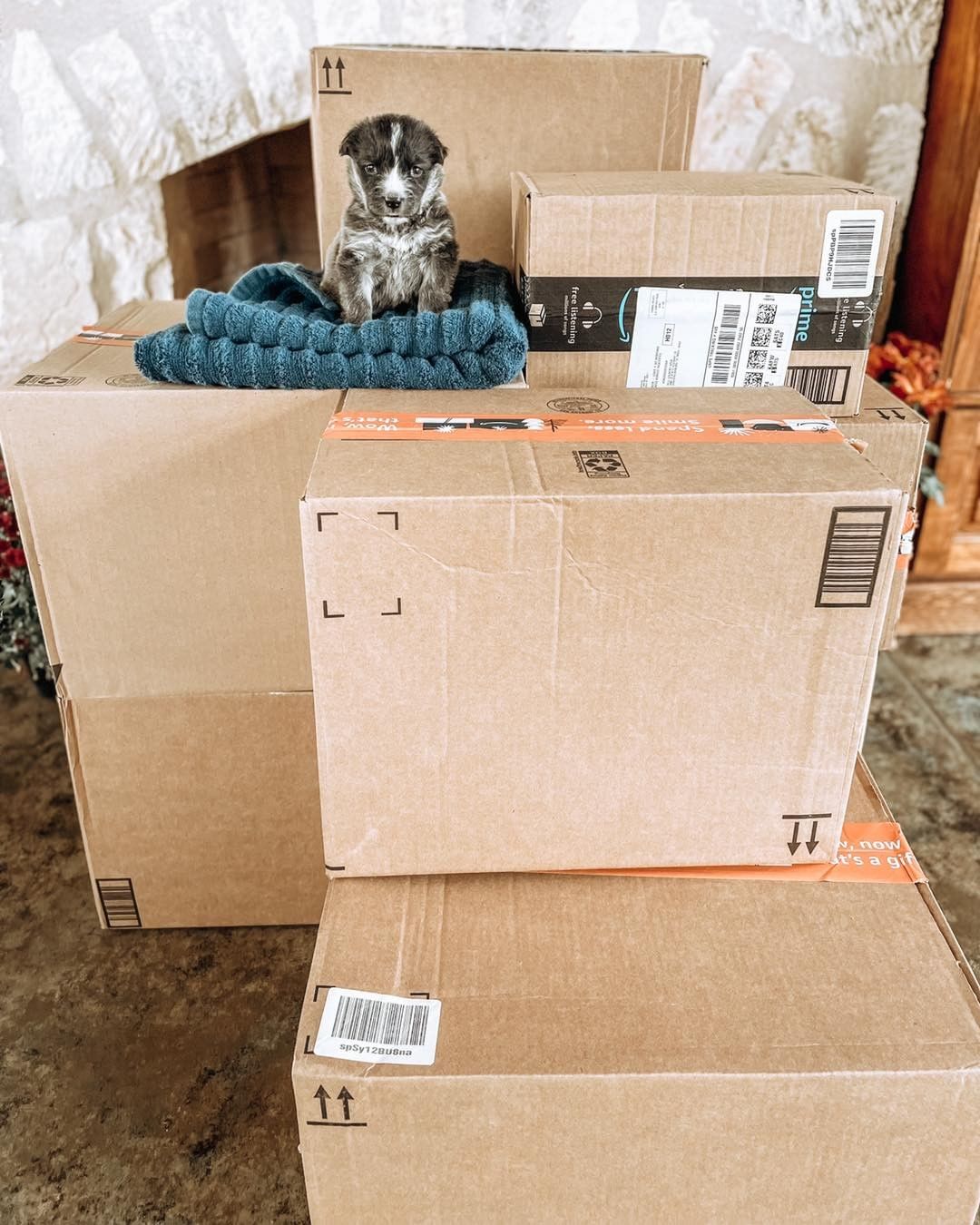 Thank you, thank you, THANK YOU to everyone who brought by or mailed us blankets for our puppies. These tiny tots are now set for the winter and we are so grateful for this community far and wide who jumped to action to help!