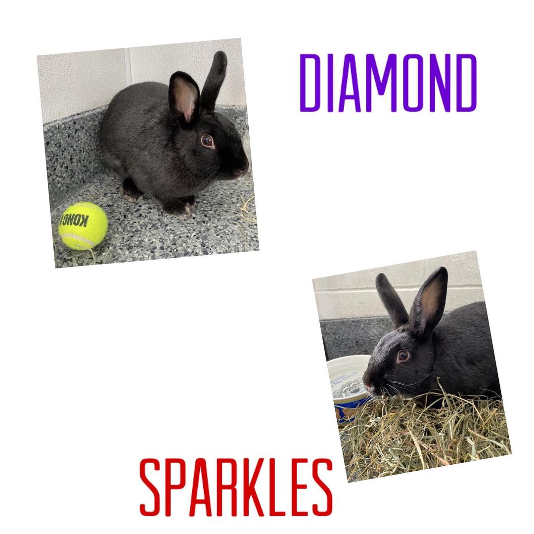 Sweet bunnies Diamond and Sparkles are still taking applications and waiting for their forever home. Adoption fee special, 50%off. $50 each spayed females. Please visit our pets for adoption page on our website to submit an application.