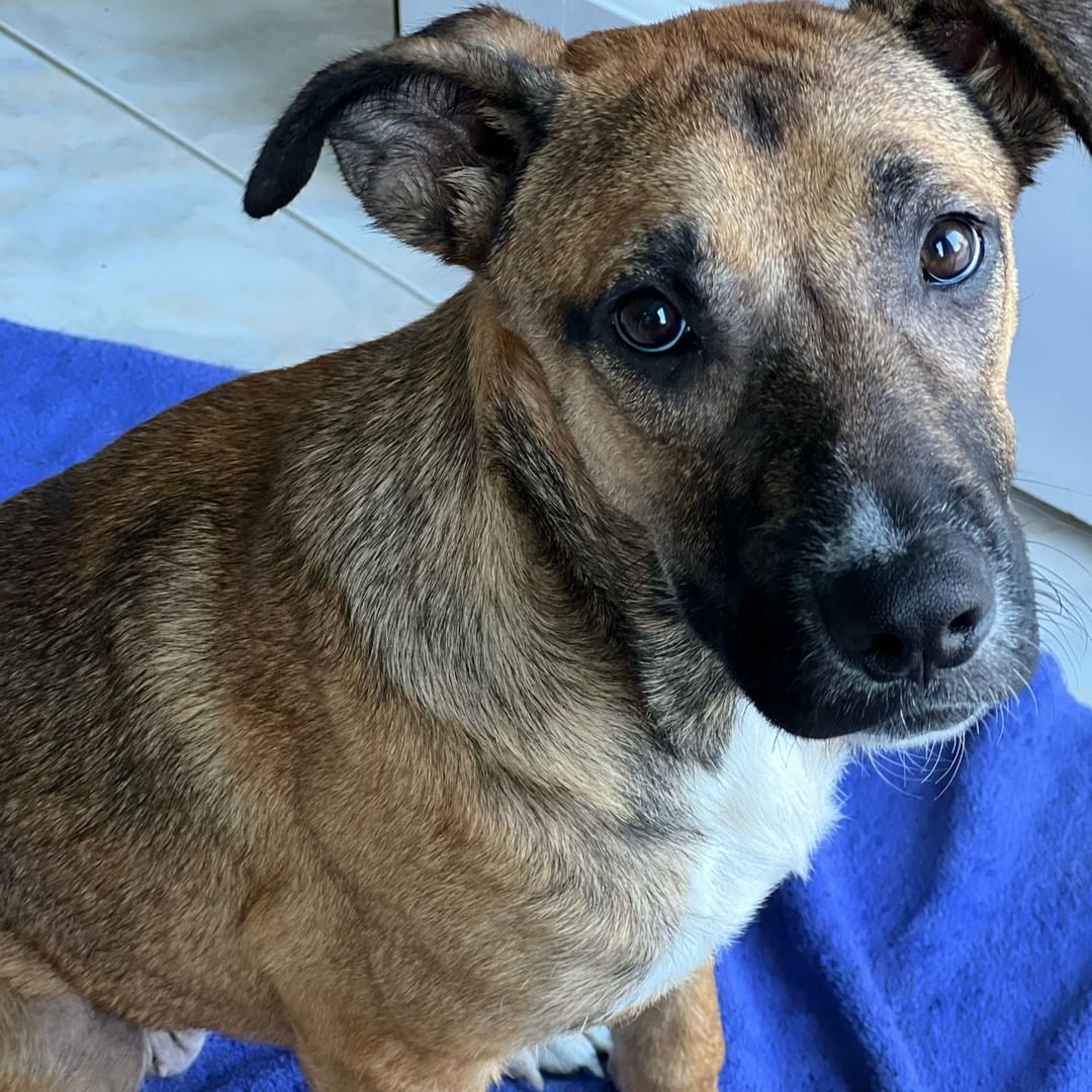 So much love to share! Harper is an approx 6-month-old, 40 lb house-trained Shepherd/Hound mix (best guess!) who is just the sweetest little girl. Her Long Island foster mom says, 