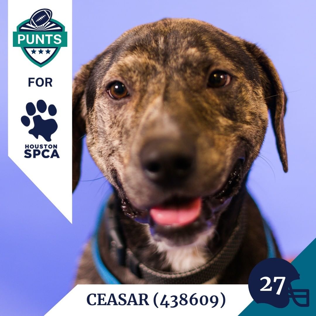 Here's this week's lineup for the Punts for Houston SPCA team! Newest picks include Duke, Ceasar, and Zazu! A big thank you to @houstontexans punter @camjjohnston and his wife @tiajohnston_ who sponsor the adoption fees for all of these wonderful canines! 
Come by and draft one of these big dogs into your family, their adoption fees are entirely covered! <a target='_blank' href='https://www.instagram.com/explore/tags/AdoptDontShop/'>#AdoptDontShop</a> <a target='_blank' href='https://www.instagram.com/explore/tags/GoTexans/'>#GoTexans</a> @texanscare