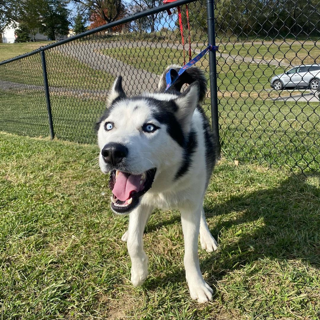 Meet Mulaney! It took us two weeks to get a non-blurry photo of this guy because he is 💯 energy. He has all the ingredients of a textbook husky: handsome, talkative, crazy, silly, and treat motivated. This boy needs a home that will teach him rules and boundaries with the help of treats and the payout will be one amazing dog! If you’re looking for your own little comedian, apply for Mulaney today!

<a target='_blank' href='https://www.instagram.com/explore/tags/adoptdontshop/'>#adoptdontshop</a> <a target='_blank' href='https://www.instagram.com/explore/tags/adoptme/'>#adoptme</a> <a target='_blank' href='https://www.instagram.com/explore/tags/siberianhusky/'>#siberianhusky</a> <a target='_blank' href='https://www.instagram.com/explore/tags/husky/'>#husky</a> <a target='_blank' href='https://www.instagram.com/explore/tags/mulaney/'>#mulaney</a> <a target='_blank' href='https://www.instagram.com/explore/tags/energizerbunny/'>#energizerbunny</a> <a target='_blank' href='https://www.instagram.com/explore/tags/huskyrescue/'>#huskyrescue</a> <a target='_blank' href='https://www.instagram.com/explore/tags/fosterdog/'>#fosterdog</a>