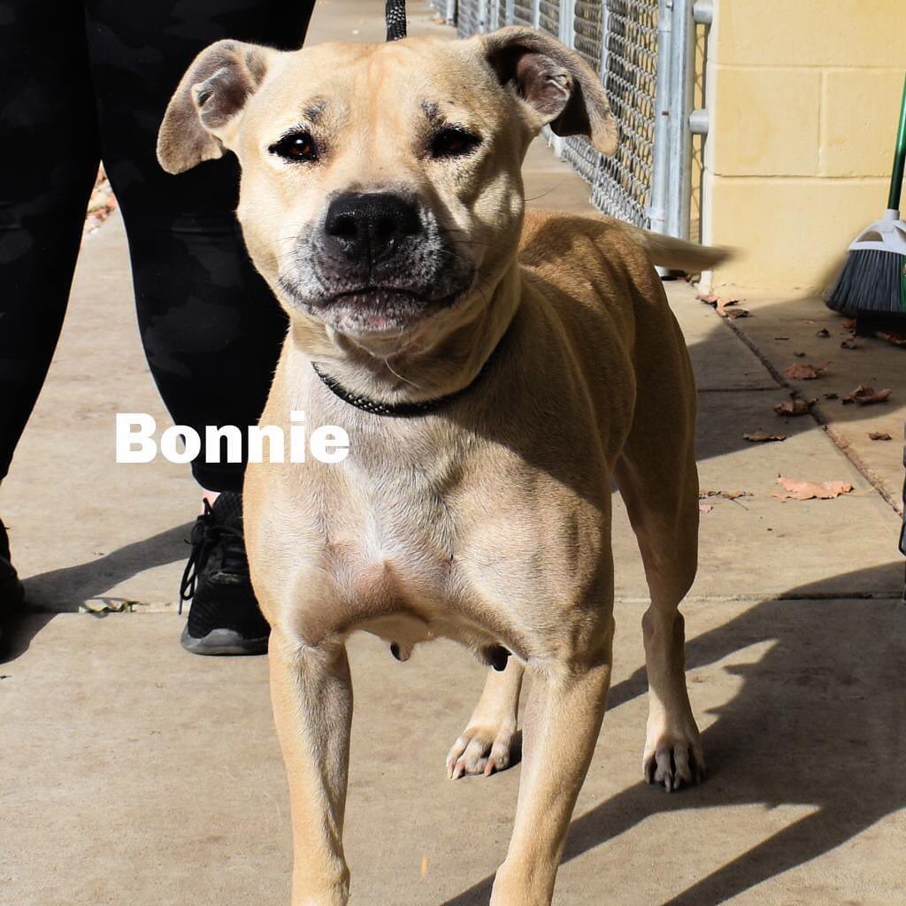 Woof...I'm Bonnie! I am a 5 year old spayed female Medium Mixed Breed. I would be a great addition to your family. I love kiddos and do great with them. I am very playful and am full of energy. I am very smart and know how to sit, stay and even shake! If interested in me please find me on the website under 