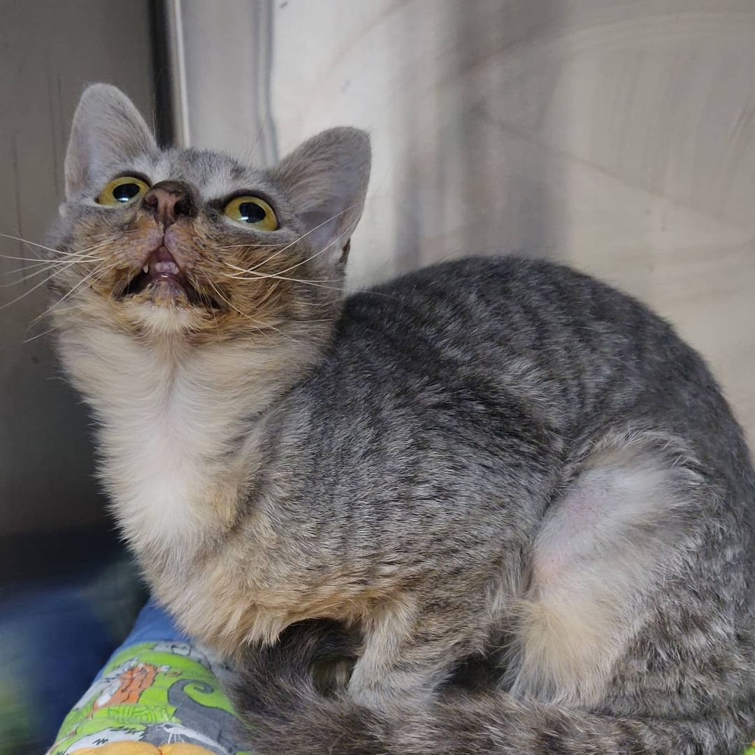 Grey is asking if she has anything on her face. 🍝🍕🥩 Should we tell her?! All jokes aside, with a face like this, and a larger than life personality, this kitty is destined to be the next feline Instagram star! ⭐

So, you're probably wondering... why the messy eater? Grey was born with malocclusion, or the misalignment of her teeth, causing her to have an overbite. This does not cause her any harm, and she has a hearty appetite! She simply requires a little face cleaning post-meal.

Grey was originally transferred in from @adoptable_dogs_of_vbac and has been waiting for a home since October.  Make sure you swipe ⬅️ to see her personality in action! ❤️