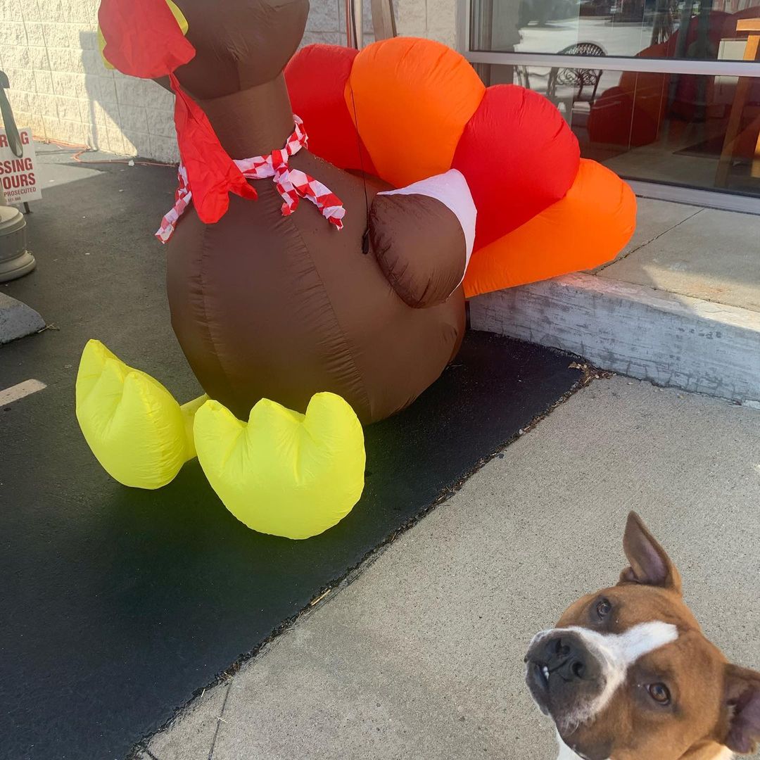 Elvis is lovin’ this fall weather; the endless selection of pumpkin treats, pretty leaves that are an amazing background for his Instagram pics, ZERO stress this season, RIGHT!?….He just realized we’re less than 2 weeks from Thanksgiving and he definitely doesn’t know how to cook (we’ll teach him how to Google). 🤔

This 1 year old, cute-as-pumpkin-pie, pit bull/boxer boy has a cleft palate and if you ask us, it only makes him more handsome! He’s got tons of energy, is smart as can be, and definitely needs a family ready to keep up with him. After a good walk, he’s all ready some snuggles! 

Call us at 859.873.5491 if you have questions on Mr. Elvis. ❤️

<a target='_blank' href='https://www.instagram.com/explore/tags/itsfallyall/'>#itsfallyall</a> <a target='_blank' href='https://www.instagram.com/explore/tags/fall/'>#fall</a> <a target='_blank' href='https://www.instagram.com/explore/tags/pitsofinstagram/'>#pitsofinstagram</a> <a target='_blank' href='https://www.instagram.com/explore/tags/dogsofinstagram/'>#dogsofinstagram</a> <a target='_blank' href='https://www.instagram.com/explore/tags/rescuedismyfavoritebreed/'>#rescuedismyfavoritebreed</a> <a target='_blank' href='https://www.instagram.com/explore/tags/adopt/'>#adopt</a> <a target='_blank' href='https://www.instagram.com/explore/tags/adoptdontshop/'>#adoptdontshop</a> <a target='_blank' href='https://www.instagram.com/explore/tags/sharethelex/'>#sharethelex</a> <a target='_blank' href='https://www.instagram.com/explore/tags/sharethelexpets/'>#sharethelexpets</a> <a target='_blank' href='https://www.instagram.com/explore/tags/adoptlove/'>#adoptlove</a> <a target='_blank' href='https://www.instagram.com/explore/tags/aientnothinglikeahounddog/'>#aientnothinglikeahounddog</a> <a target='_blank' href='https://www.instagram.com/explore/tags/hesnotahoundbuthisnameiselvis/'>#hesnotahoundbuthisnameiselvis</a>